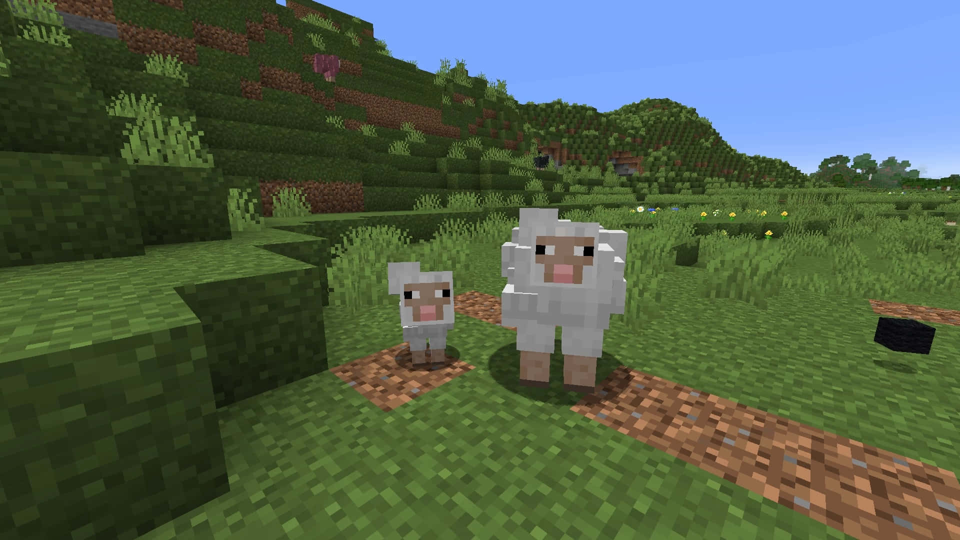 Minecraft Sheep 桌布 壁紙 — 兩隻像素化的羊站在泥濘小徑上，背景是方塊狀的草地Minecraft景觀，上方是清澈的藍天。