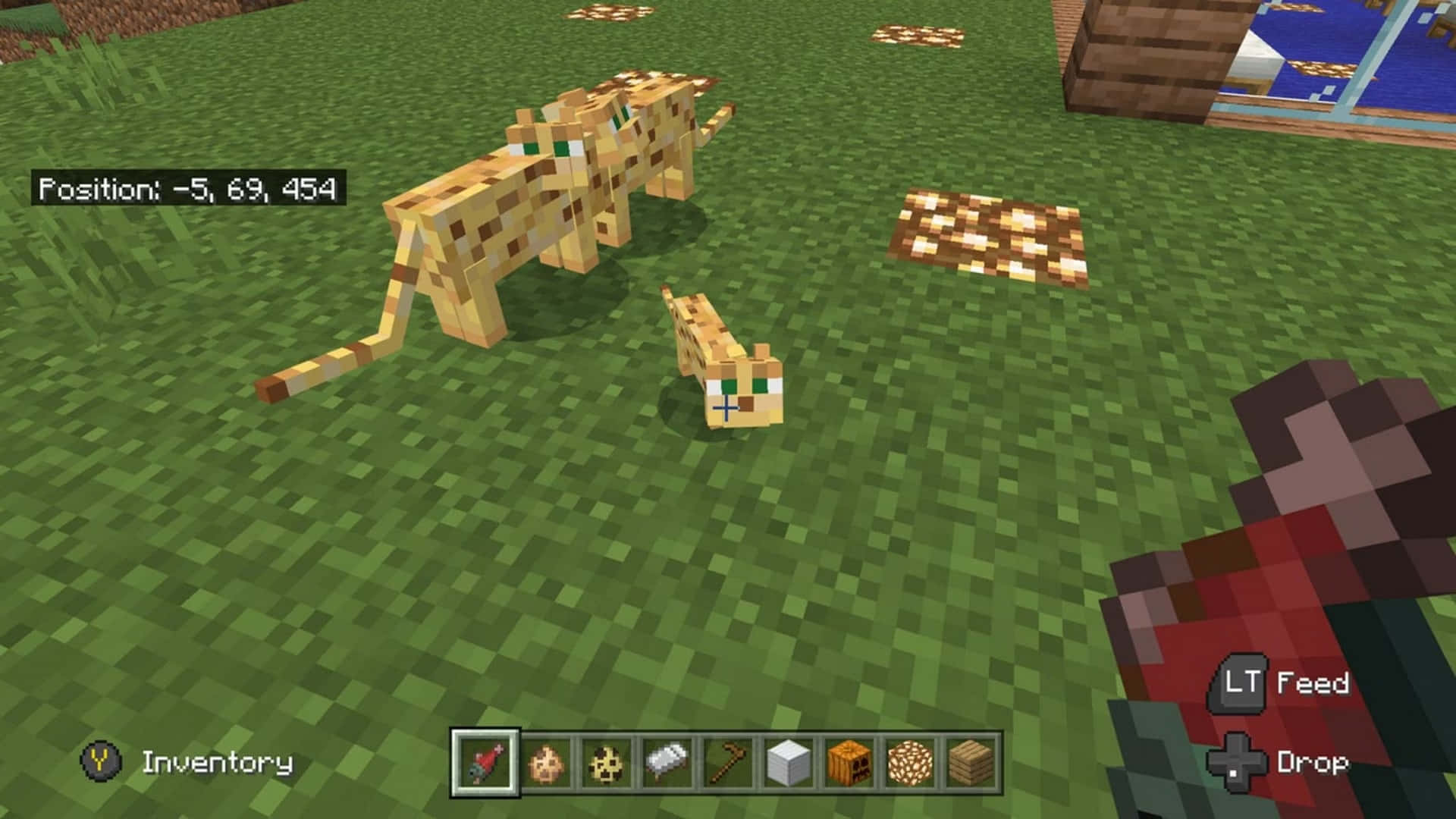 Minecraft Ocelot 桌布 壁紙 — 兩隻像素貓在長滿草的Minecraft田野上行走，玩家的物品欄可見。