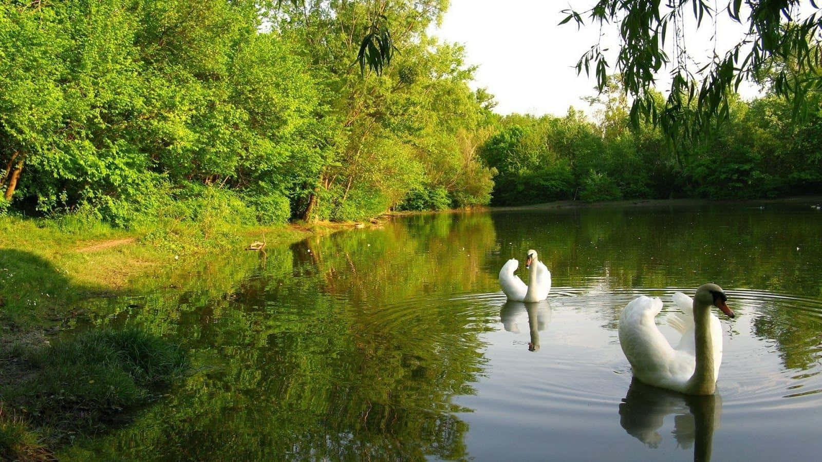 Pond 桌布 壁紙 — 兩隻優雅嘅白天鵝喺平靜嘅池塘上優雅咁滑行，周圍係茂密嘅綠樹同斑駁嘅陽光。