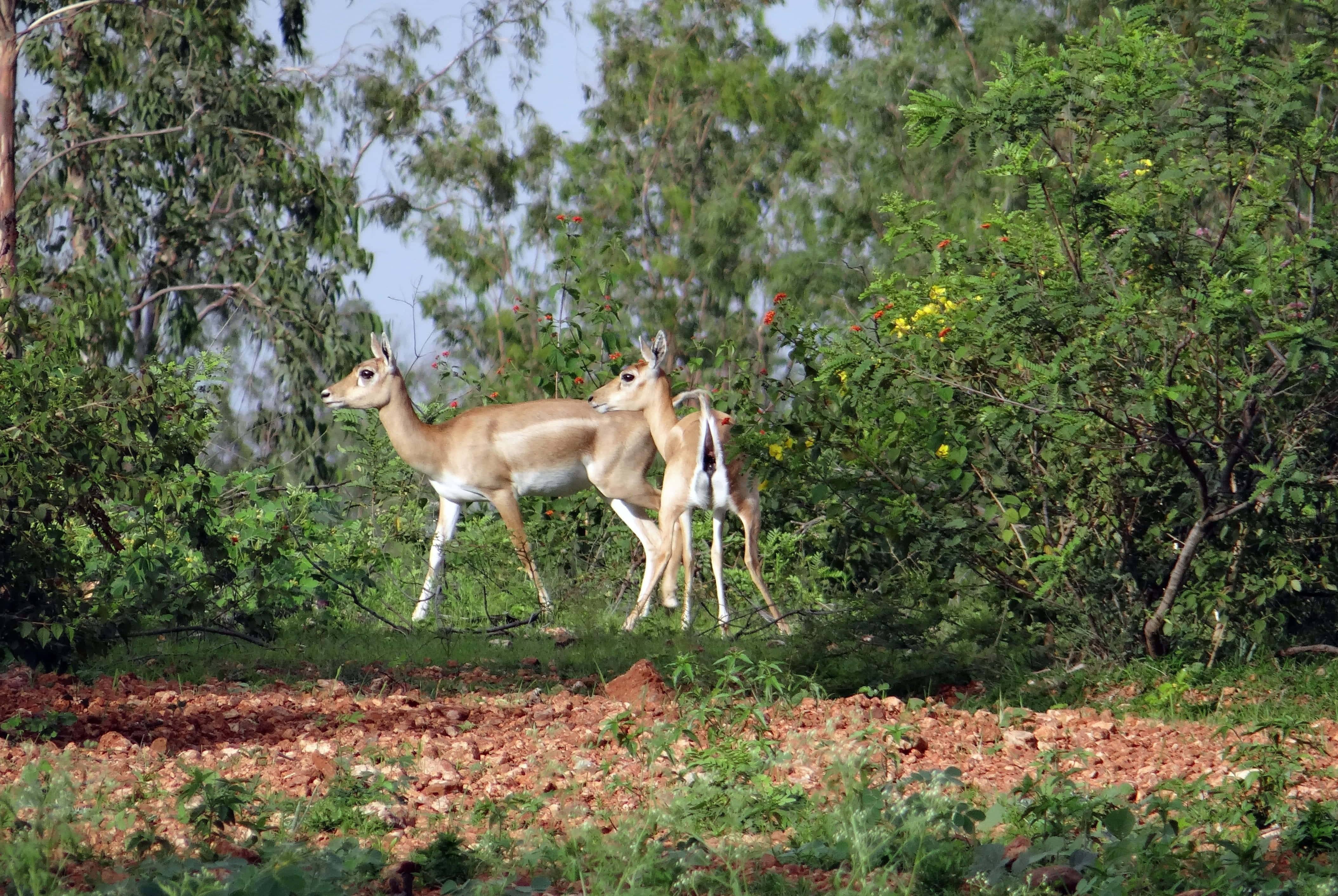 Blackbuck 桌布 壁紙 — 兩隻優雅的鹿在陽光明媚的空地上警覺地站立，周圍環繞著茂密的綠色樹葉和散落的紅土。
