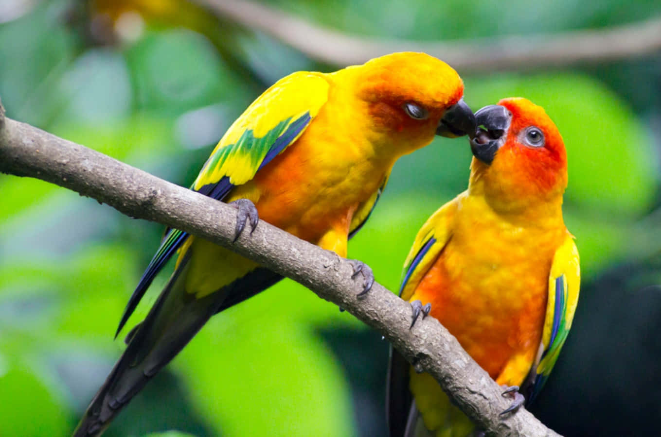 Love Birds 桌布 壁紙 — 兩隻充滿活力的太陽錐尾鸚鵡棲息在樹枝上，在茂密的綠色森林中互相依偎。