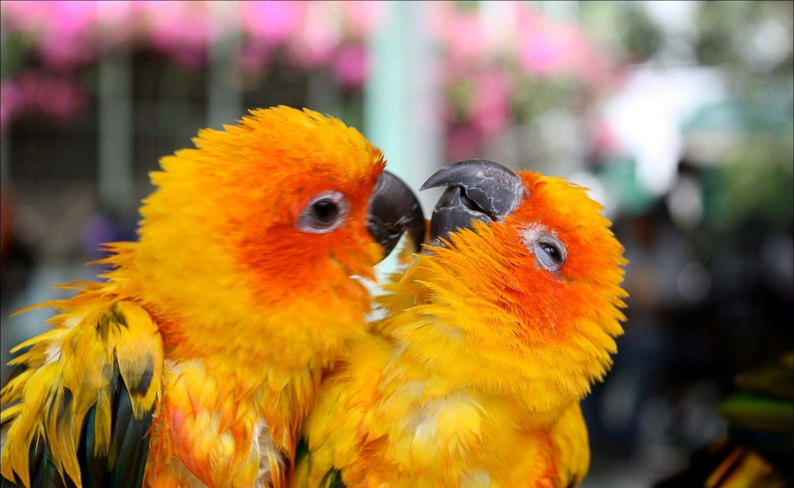 Beautiful Birds 桌布 壁紙 — 兩隻充滿活力的橙色太陽錐尾鸚鵡用柔軟的羽毛和深色的喙親暱地依偎在一起。