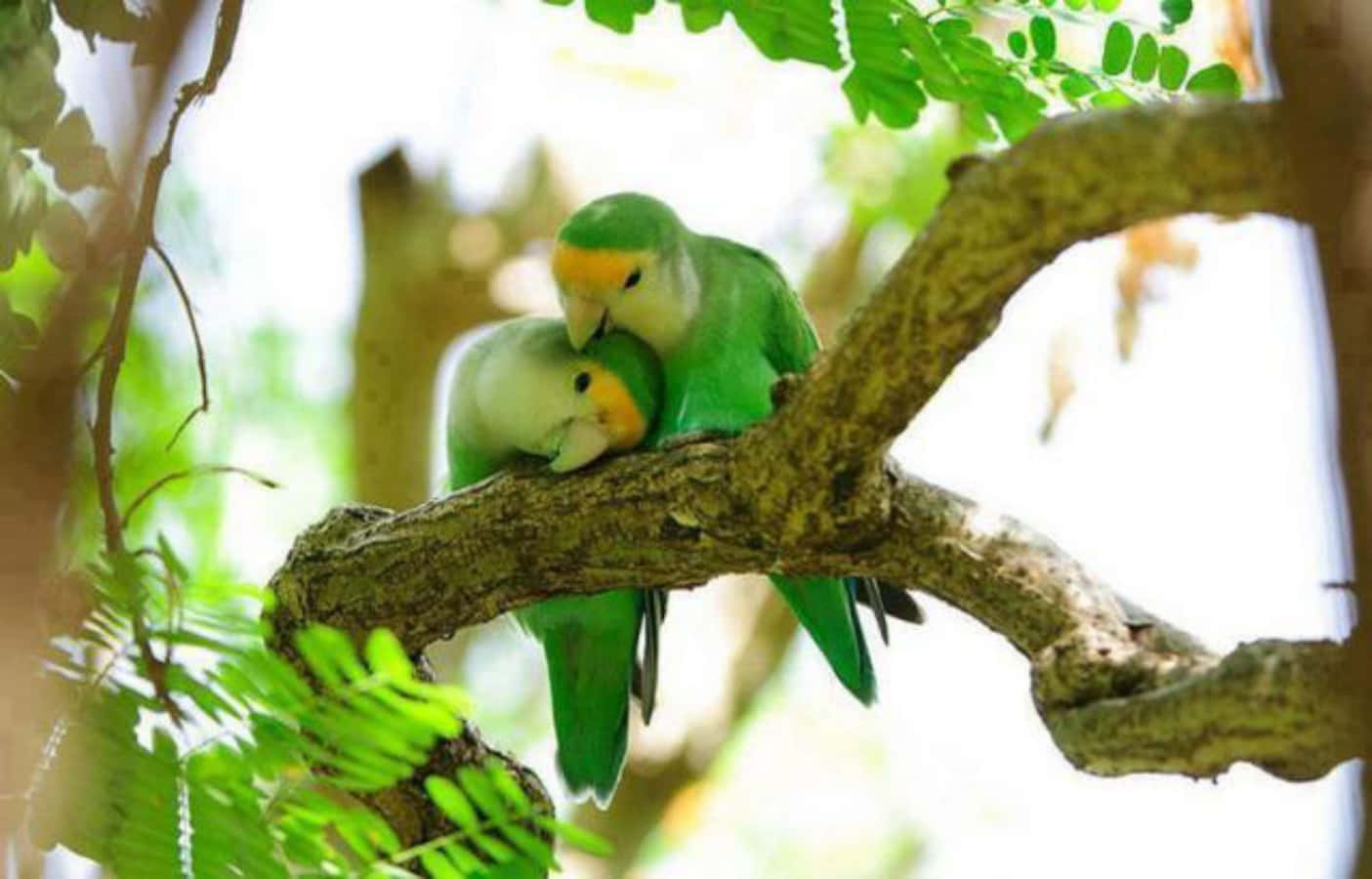 Love Birds 桌布 壁紙 — 兩隻充滿活力的綠色愛情鳥在陽光照耀的樹枝上依偎，周圍是茂密的樹葉。
