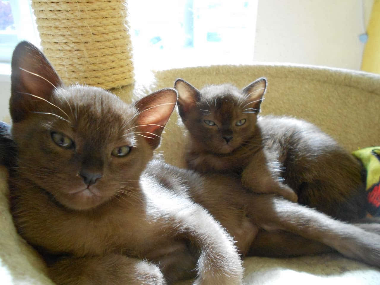 Burmese Cat 桌布 壁紙 — 兩隻光滑嘅棕色貓一齊喺舒適嘅貓樹上休息，柔和嘅陽光照射入嚟。