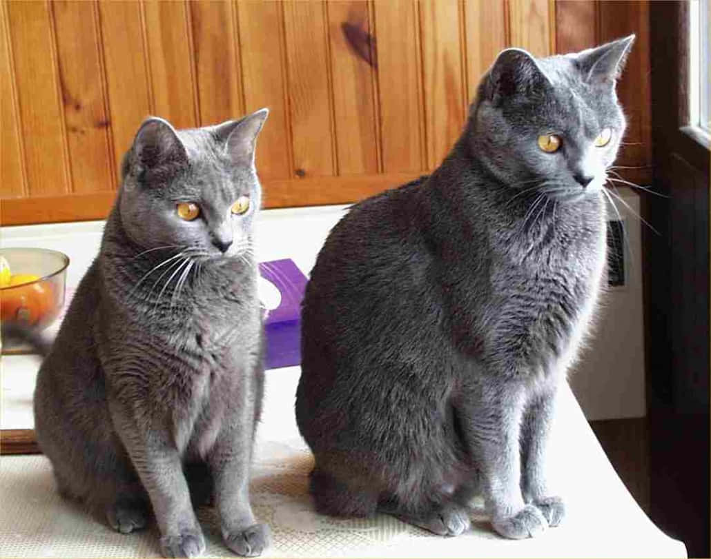 Chartreux 桌布 壁紙 — 兩隻光滑的灰色貓咪擁有引人注目的琥珀色眼睛，並排坐在白色表面上，背景是溫暖的木牆。
