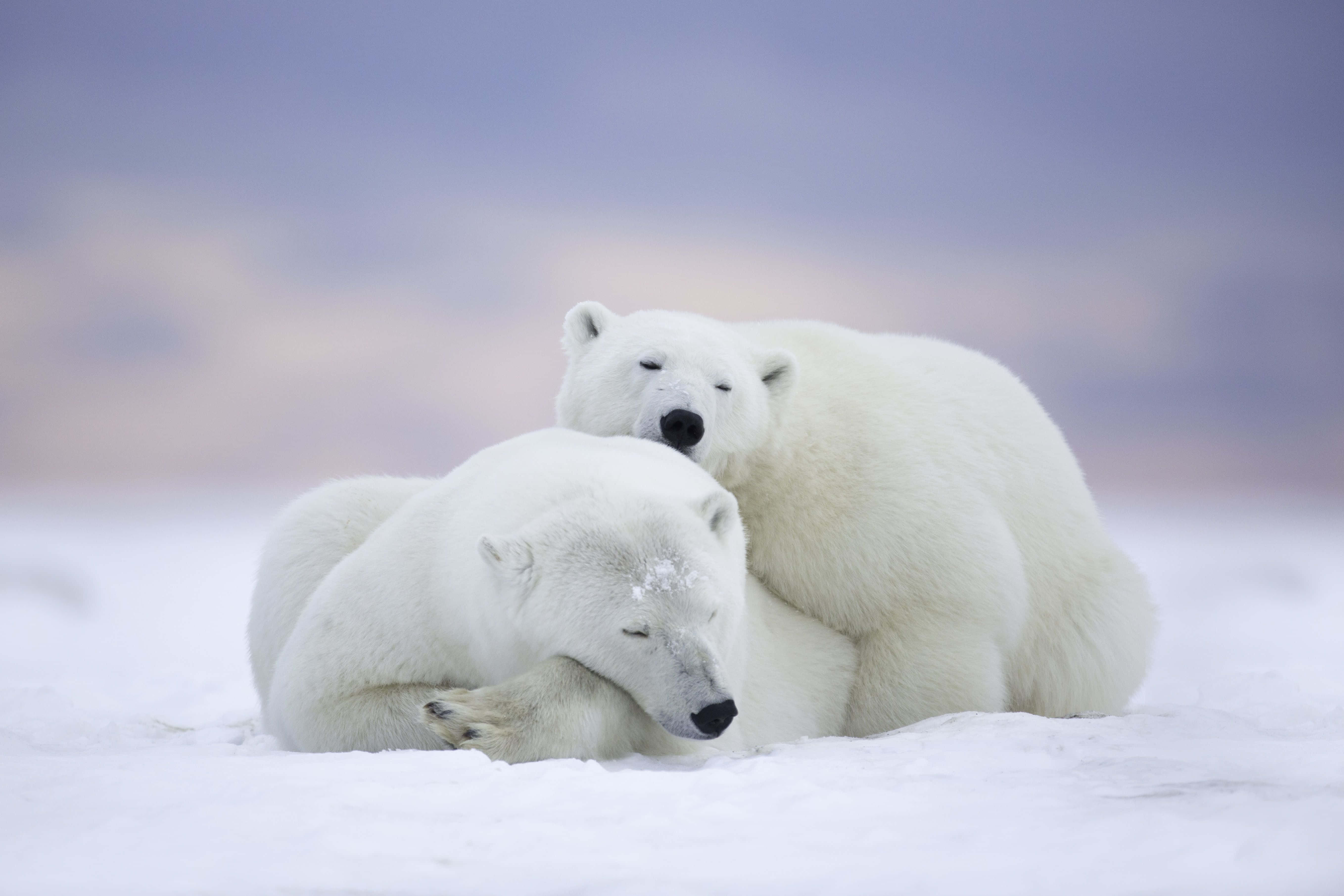 Cartoon Polar Bear 桌布 壁紙 — 兩隻北極熊在雪原上緊靠在一起休息，天空呈現柔和的暮色。