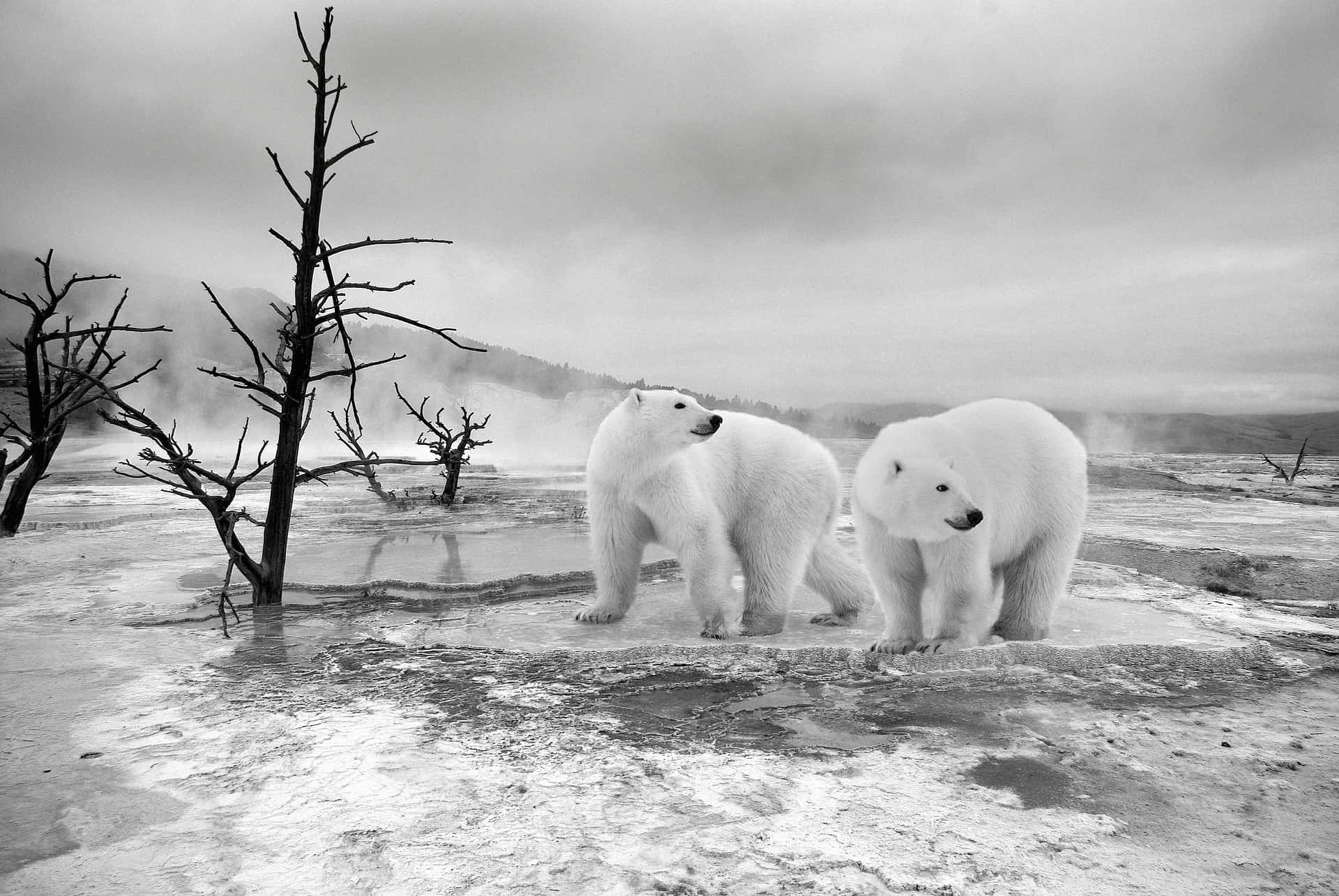 Antarctica 桌布 壁紙 — 兩隻北極熊站在一個冒著蒸氣的地熱景觀中，周圍有光禿禿的樹木和霧氣瀰漫的山丘，天空灰濛濛。