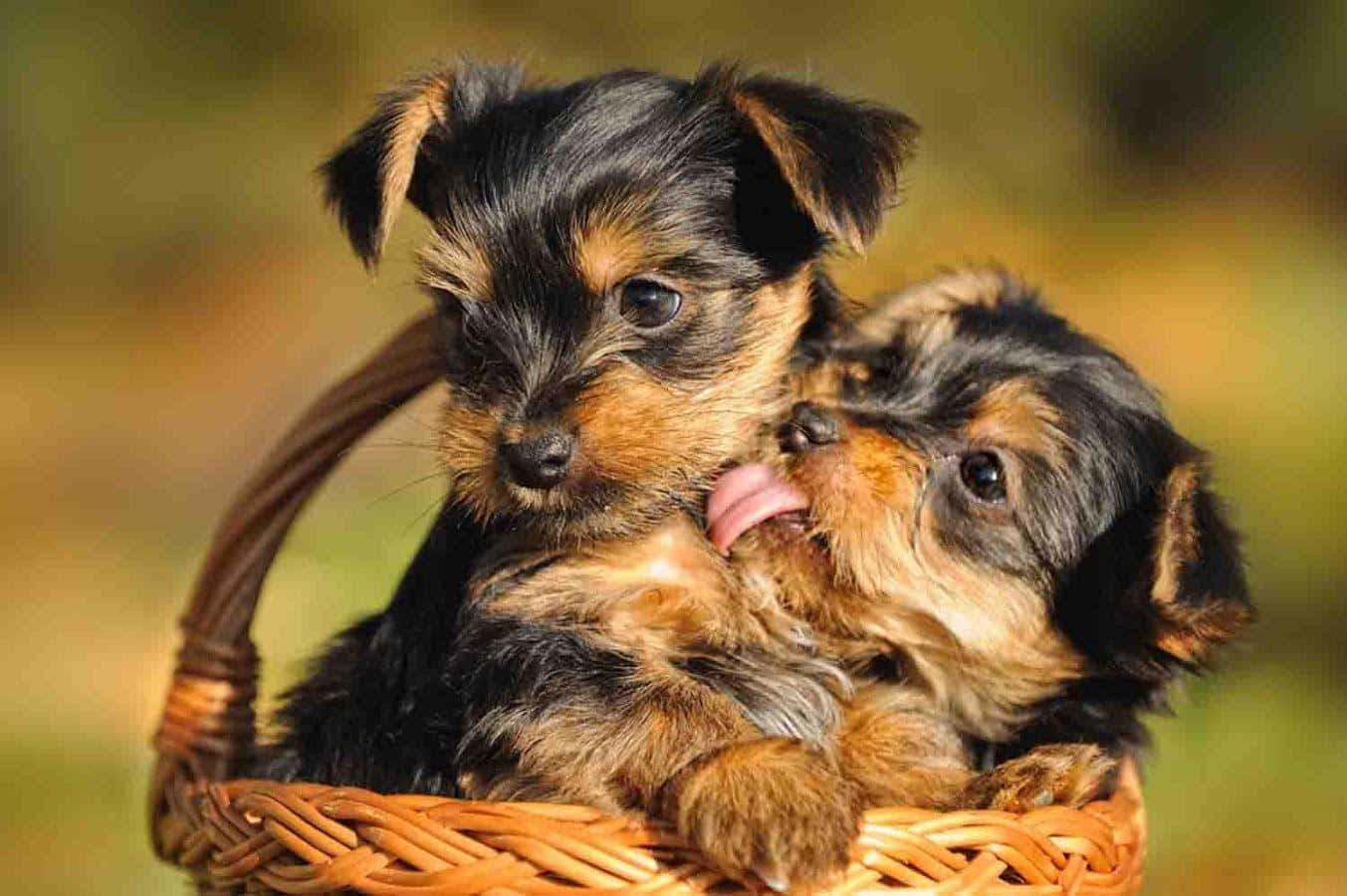 yorkie 桌布 壁紙 — 兩隻可愛嘅約克夏㹴BB喺編織籃入面依偎一齊，其中一隻舔緊另一隻嘅面。