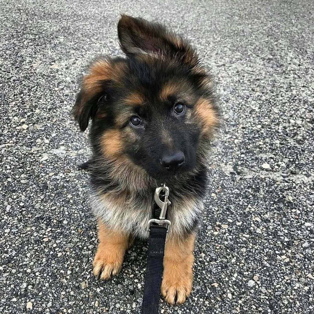 一隻毛色黑褐相間的德國牧羊犬幼犬坐在瀝青路上，戴著黑色狗繩。