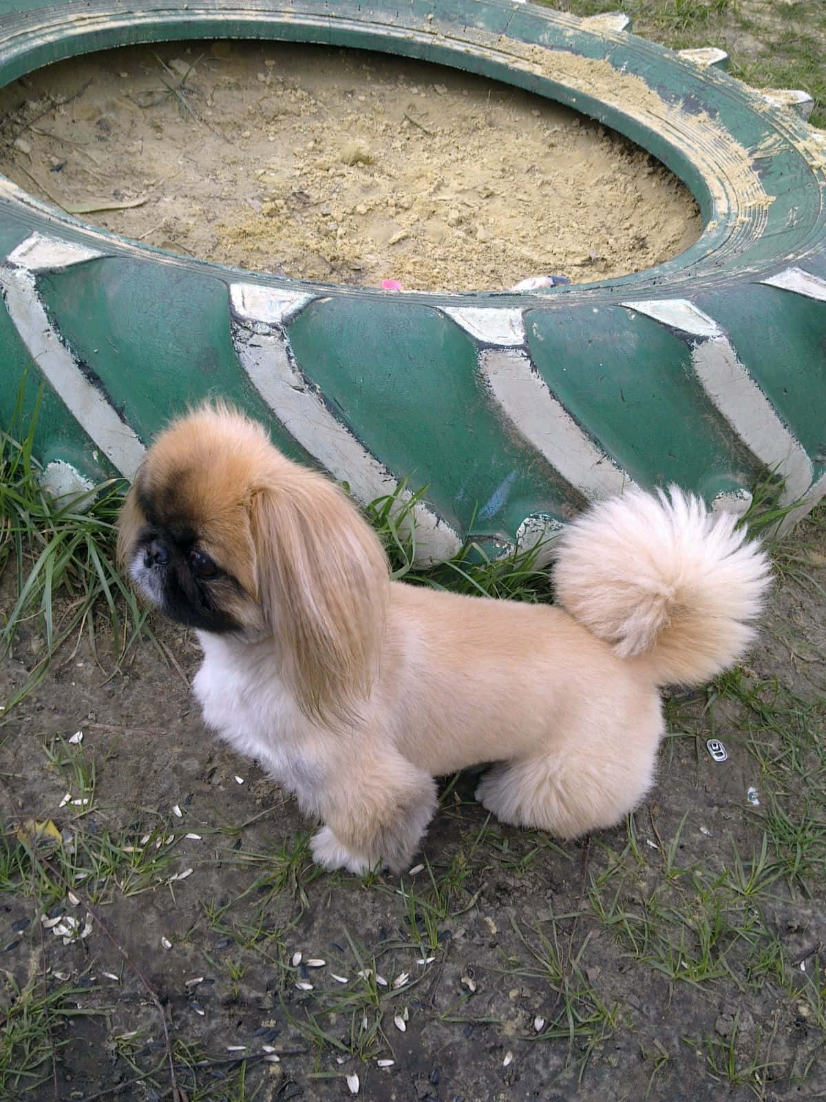 兩隻可愛的北京犬幼犬互相凝視 壁紙 — 一隻毛茸茸的北京犬幼犬，尾巴捲曲，站在草地庭院中一個風化的綠色輪胎旁。