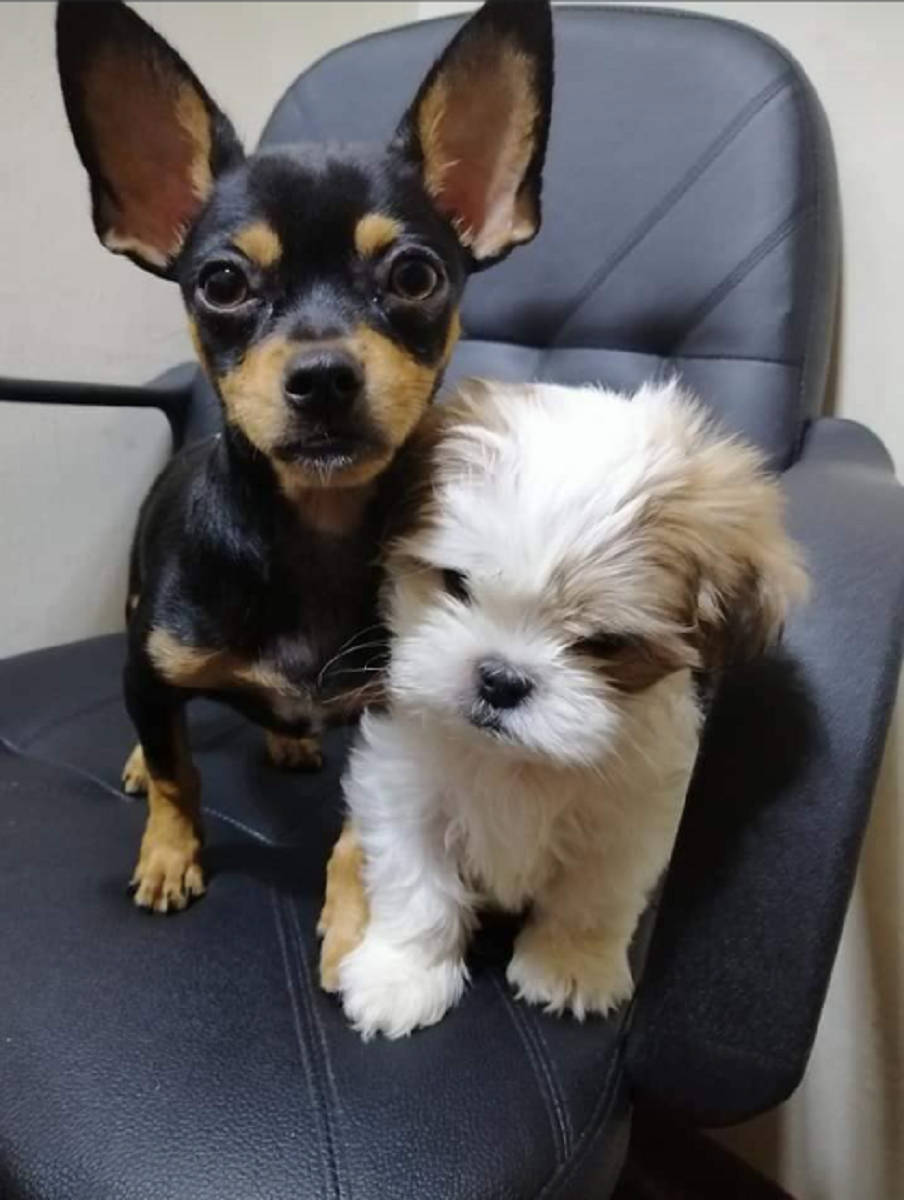 Puppy Dog 桌布 壁紙 — 兩隻可愛的小狗，一隻黑色棕褐色大耳朵，一隻毛茸茸的白色棕褐色，一起坐在黑色辦公椅上。