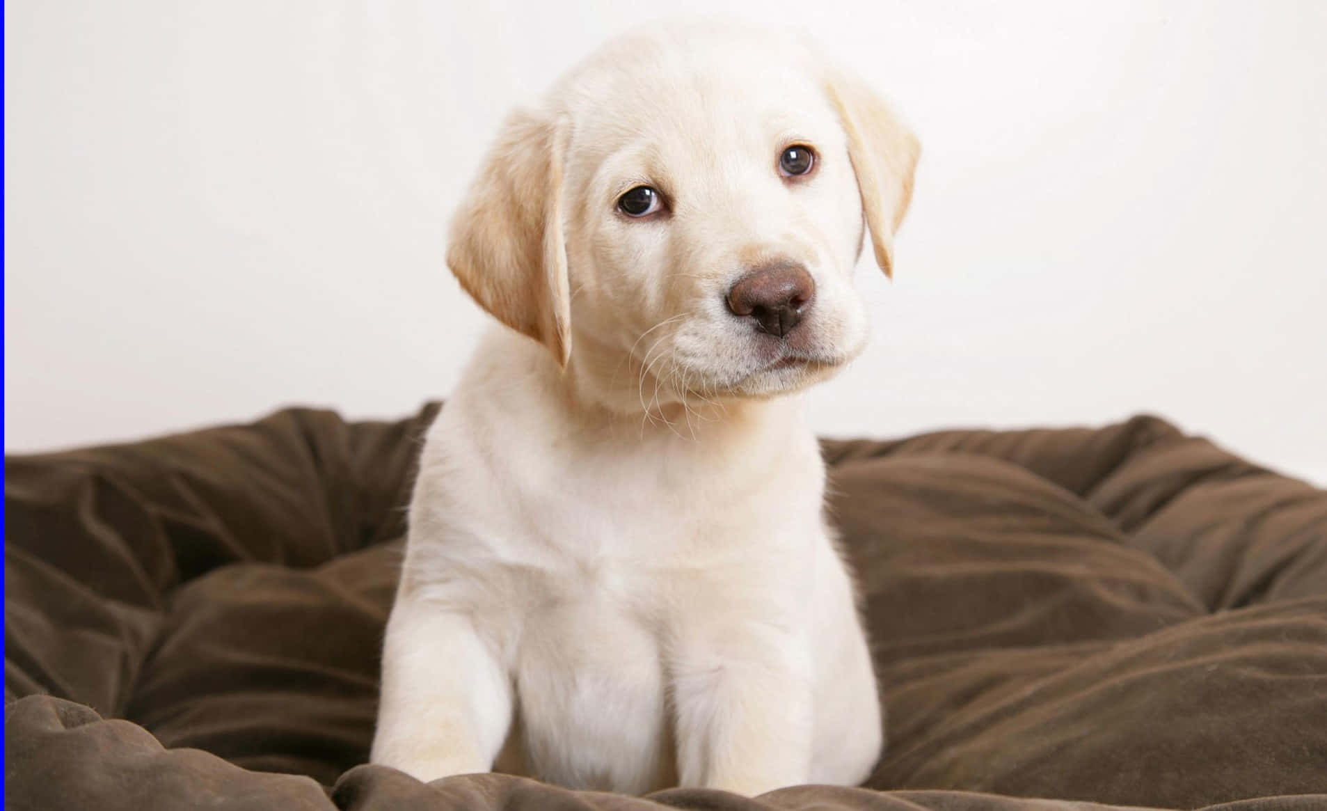 一隻黃色拉布拉多幼犬坐在棕色坐墊上向前看。