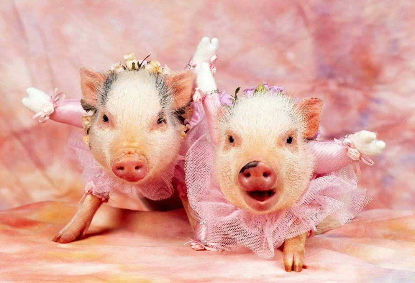 Piggy 桌布 壁紙 — 兩隻可愛的小豬穿著粉紅色芭蕾舞服裝，在柔和的粉彩背景下頑皮地擺姿勢。