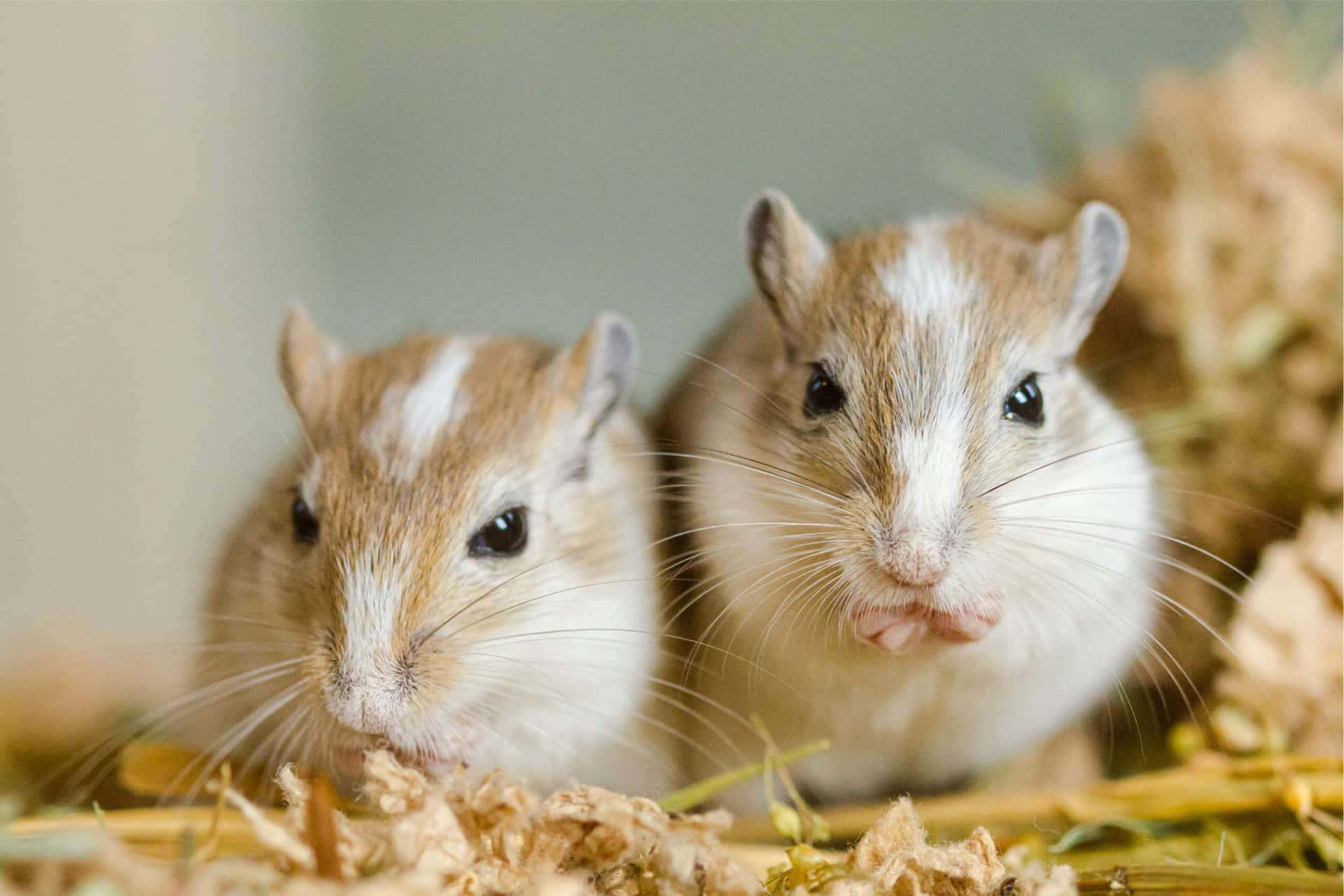 Gerbil 桌布 壁紙 — 兩隻可愛的白臉棕色沙鼠在柔焦的圍欄裡吃乾草。