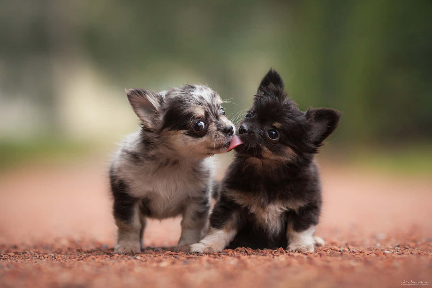 Cute Puppies 桌布 壁紙 — 兩隻可愛的芝娃娃幼犬，一隻黑色一隻灰色帶白色斑紋，在紅色的碎石路上玩耍互動。