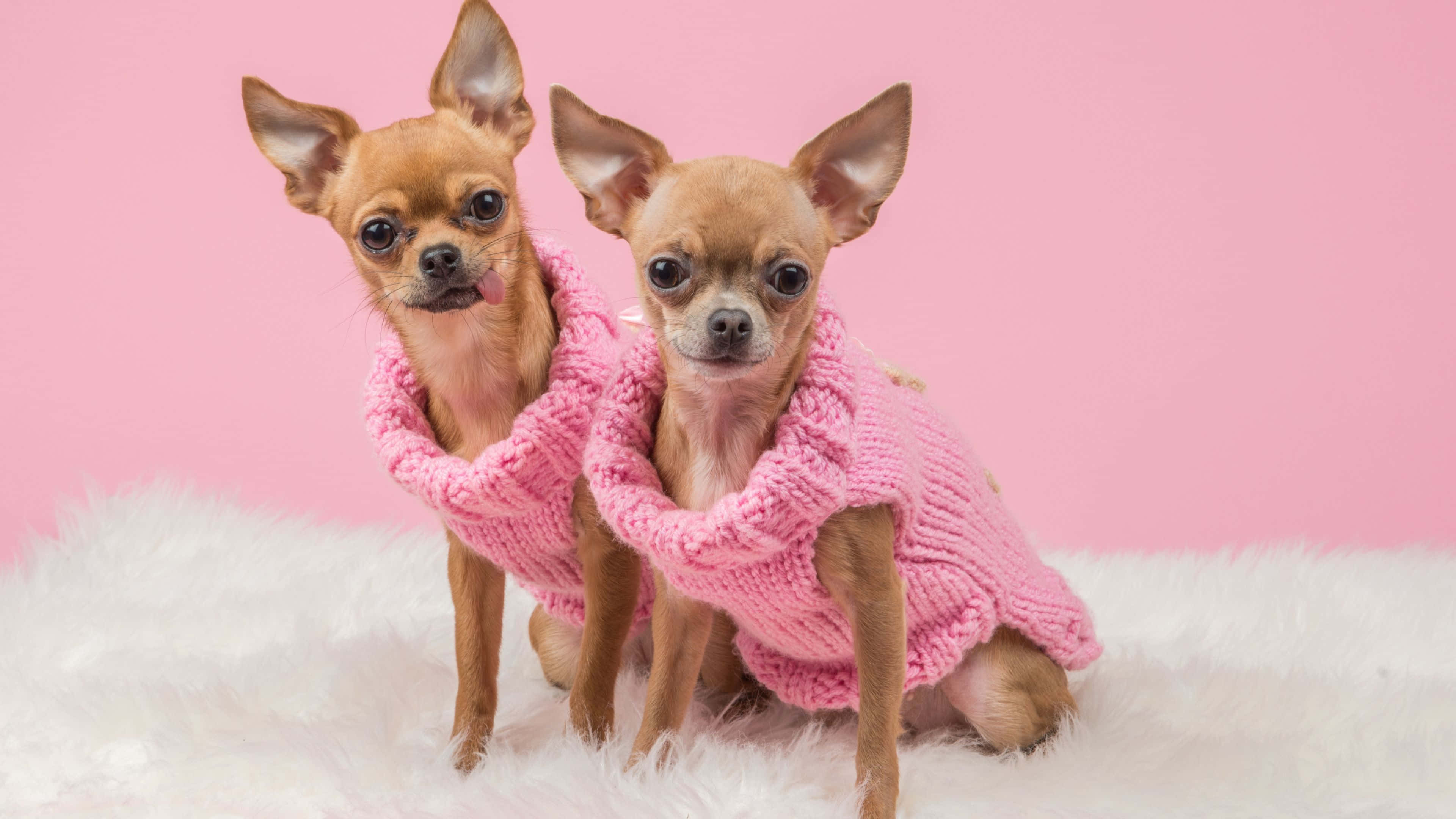 cute dogs 桌布 壁紙 — 兩隻可愛的芝娃娃穿著相配的粉紅色針織毛衣，坐在柔軟的白色地毯上，背景是柔和的粉紅色。