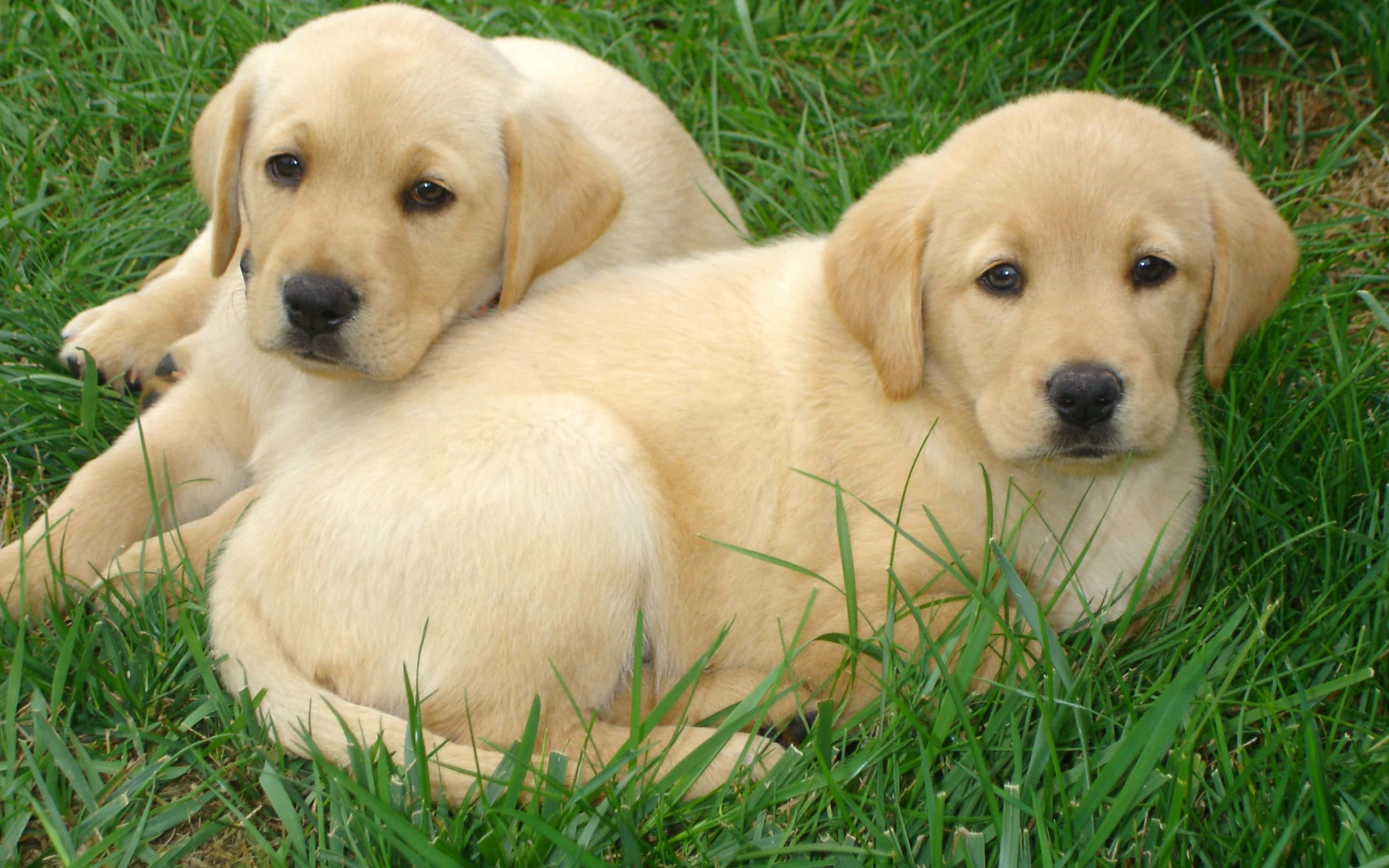 Yellow Labrador 桌布 壁紙 — 兩隻可愛的金色拉布拉多幼犬一起在充滿活力的綠色草地上休息，平靜地凝視著相機。