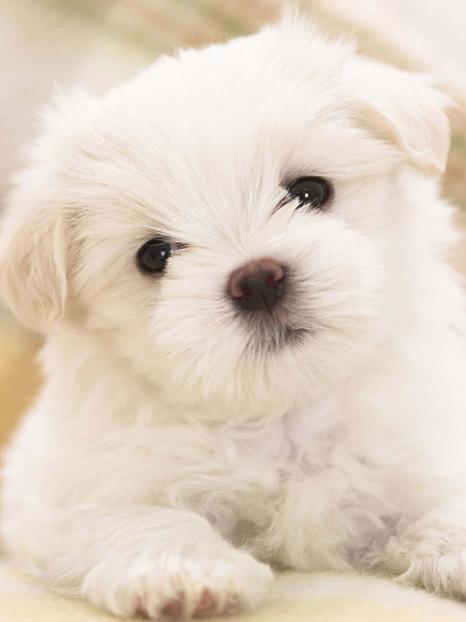 兩隻可愛的馬爾濟斯幼犬，準備尋找一個充滿愛的家！ 壁紙 — 一隻毛茸茸的白色小狗，有著大大的深色眼睛，在溫暖模糊的背景前溫柔地凝視著鏡頭。