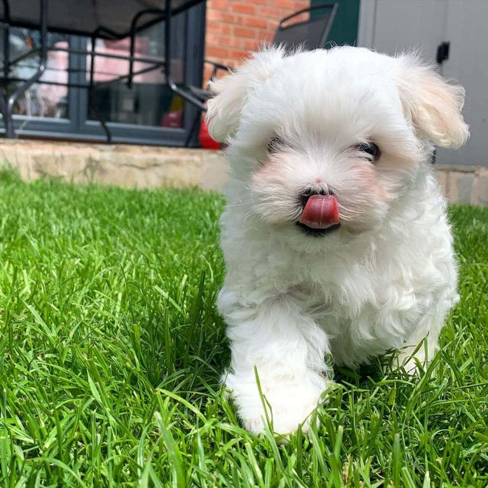 兩隻可愛的馬爾濟斯幼犬——狗迷的夢幻之選 壁紙 — 一隻毛茸茸的白色小狗在房子附近的鮮綠色草地上行走，頑皮地伸出舌頭。