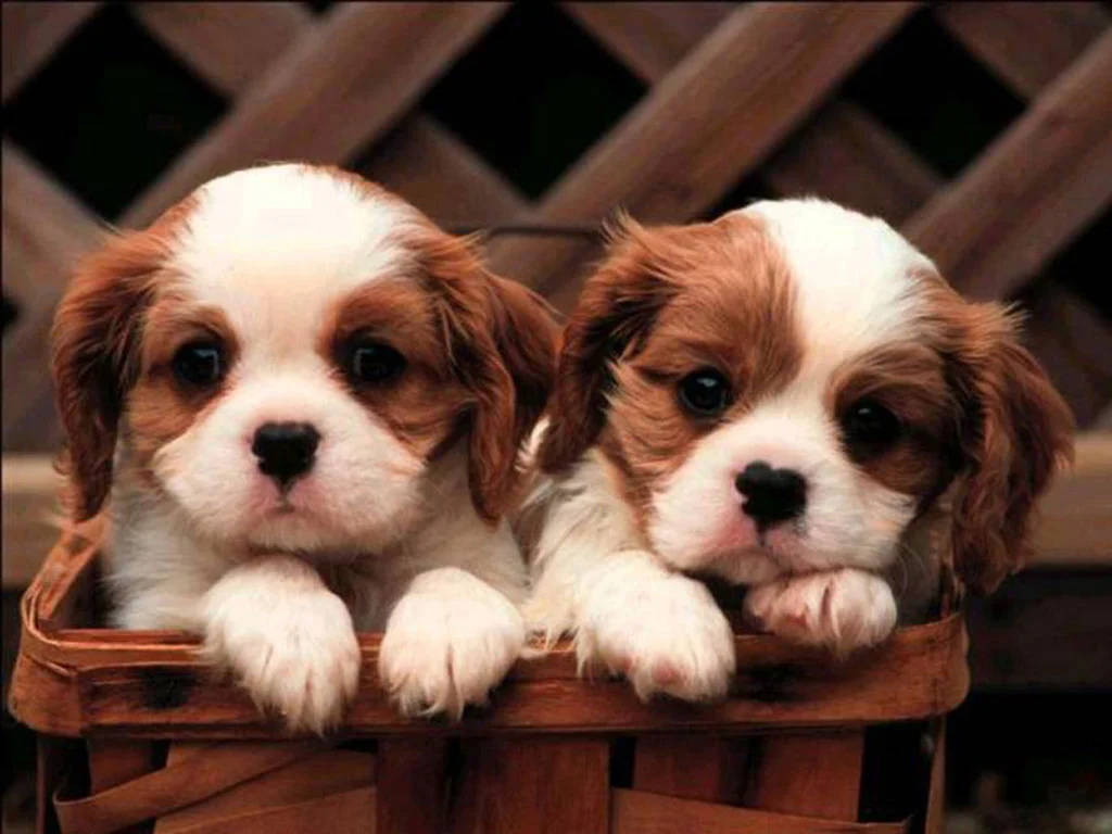 Dogs 桌布 壁紙 — 兩隻可愛的騎士查理王小獵犬幼犬，擁有棕色和白色的毛髮，好奇地從木籃邊緣探出頭來。