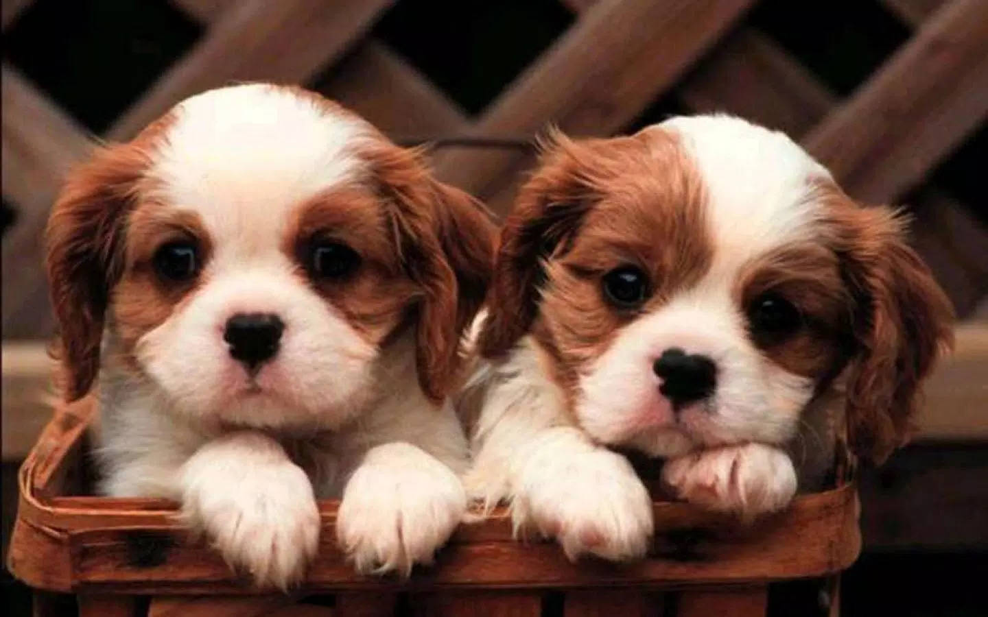 Puppy Dog Pals 桌布 壁紙 — 兩隻可愛的騎士查理王小獵犬幼犬，擁有棕色和白色的毛髮，從木籃邊緣探出頭來。