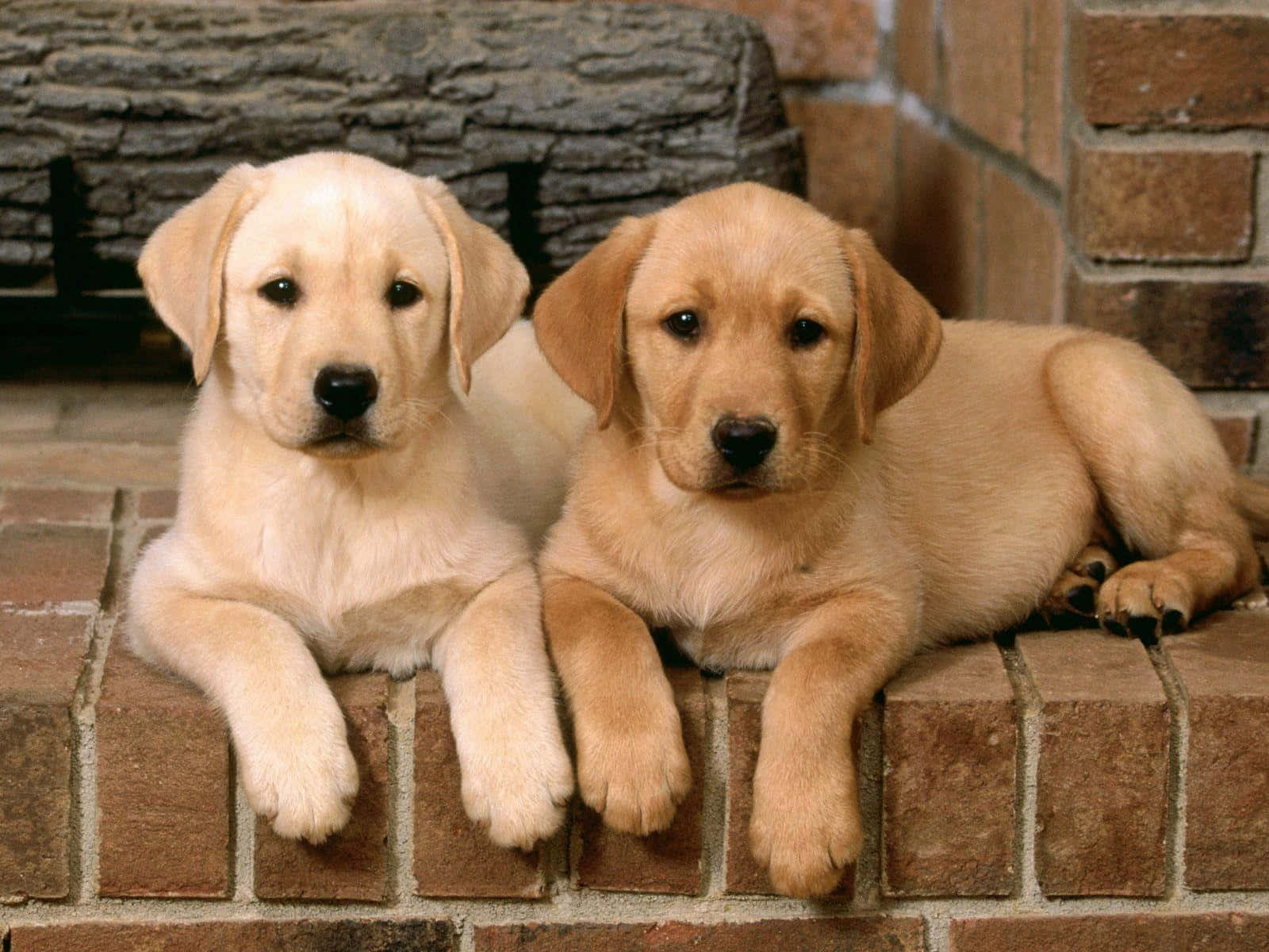 Yellow Labrador 桌布 壁紙 — 兩隻可愛的黃色拉布拉多幼犬並排休息在磚砌壁爐上，身後是石砌壁爐。