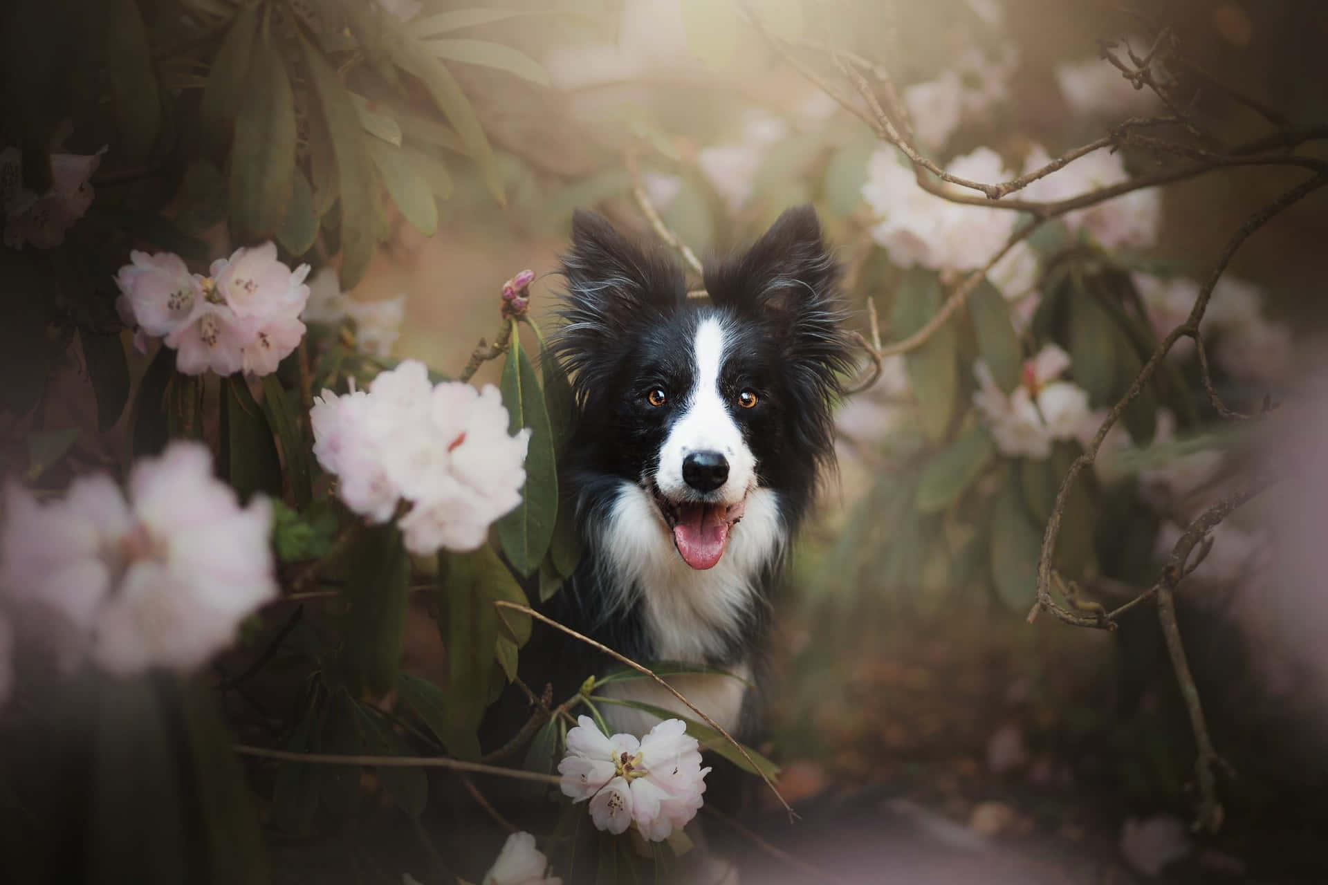 一隻快樂的邊境牧羊犬幼犬在花園中透過粉紅色開花灌木叢窺視。