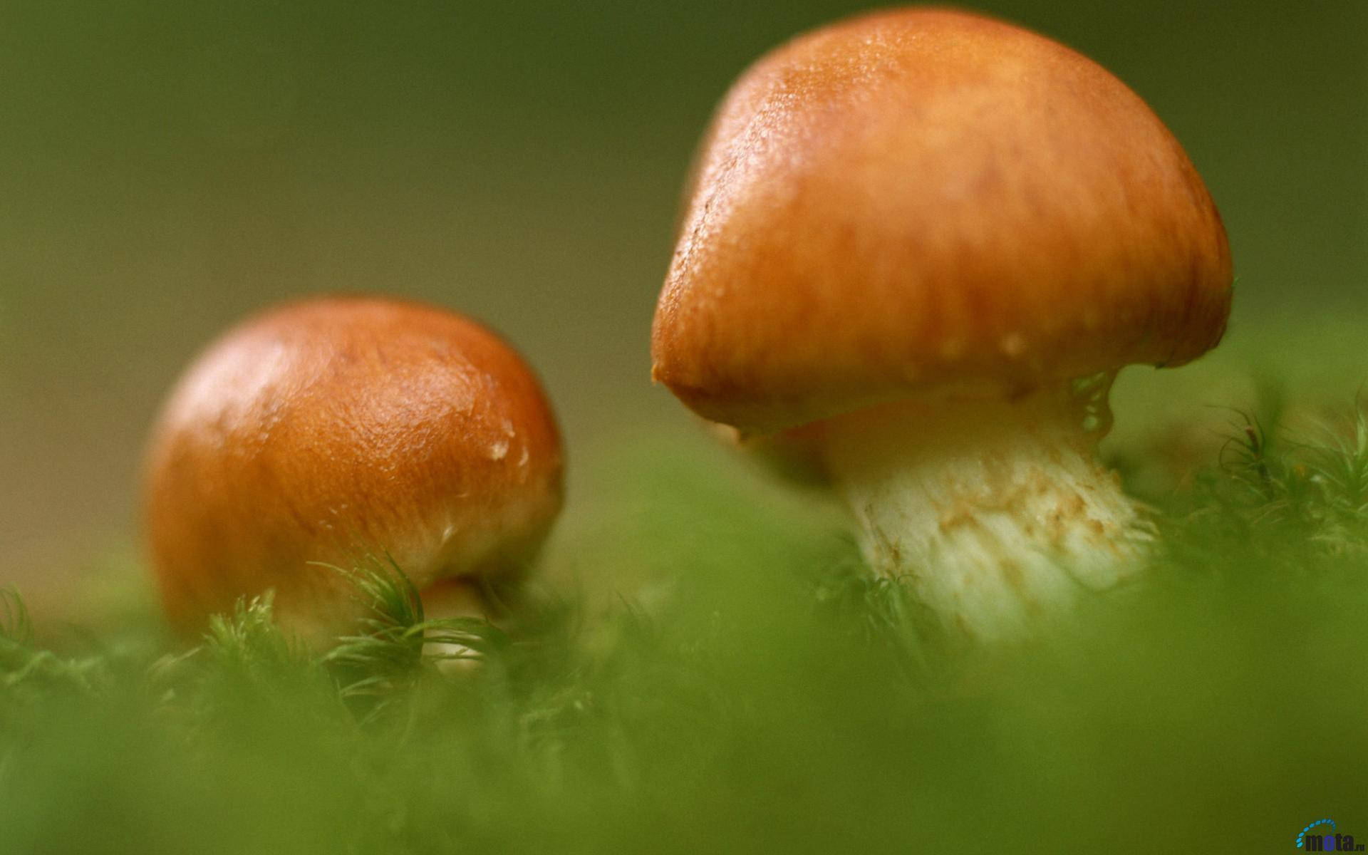 兩隻可愛蘑菇正在生長 壁紙 — 兩朵橙色蘑菇，白色莖部，從茂密的綠色苔蘚中冒出，背景是柔焦的森林地面。