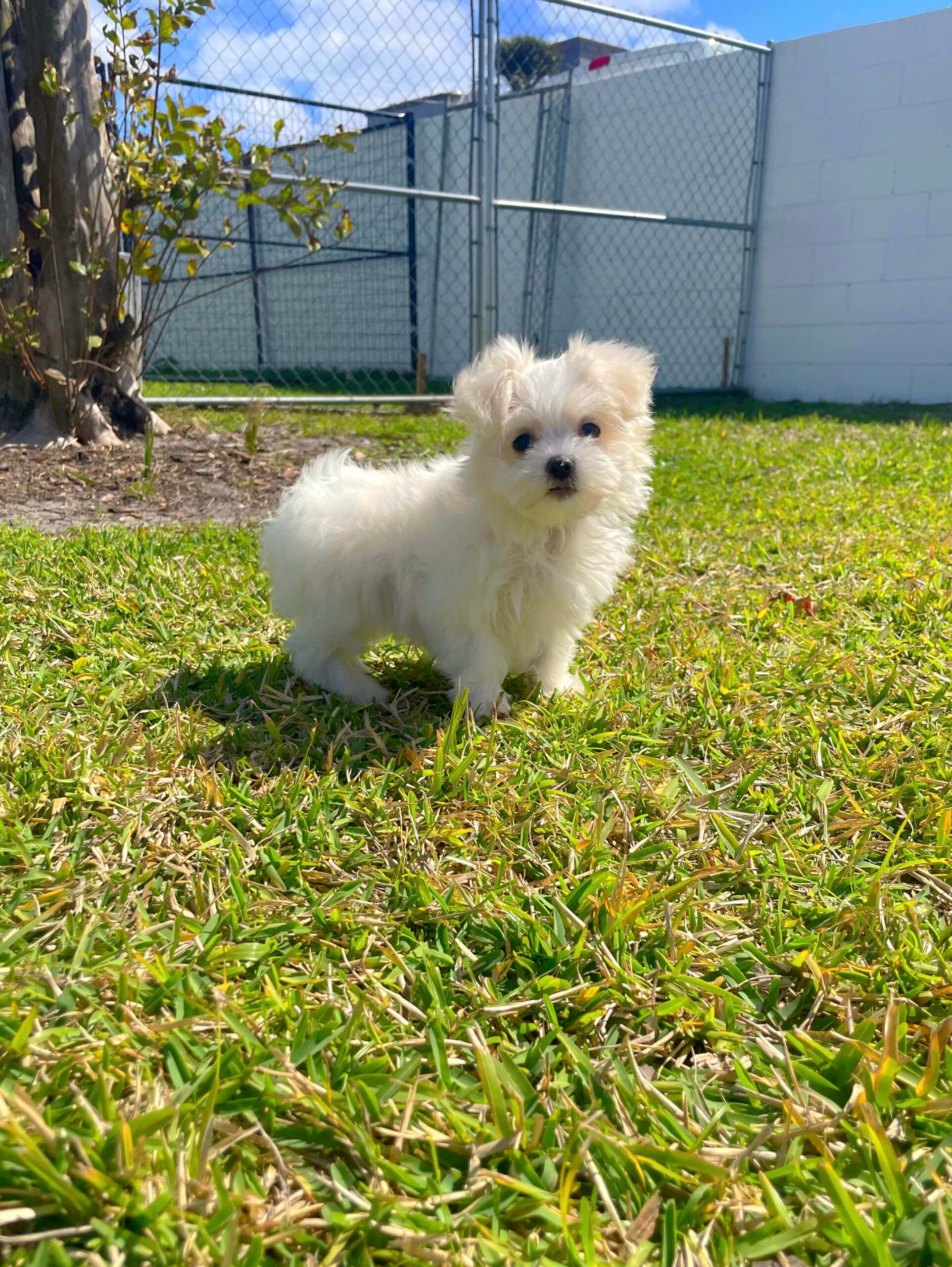 兩隻可愛馬爾濟斯幼犬依偎相擁 壁紙 — 一隻毛茸茸的白色小狗在明亮的陽光下，在鮮綠色的草地上，靠近鐵絲網圍欄警覺地站著。