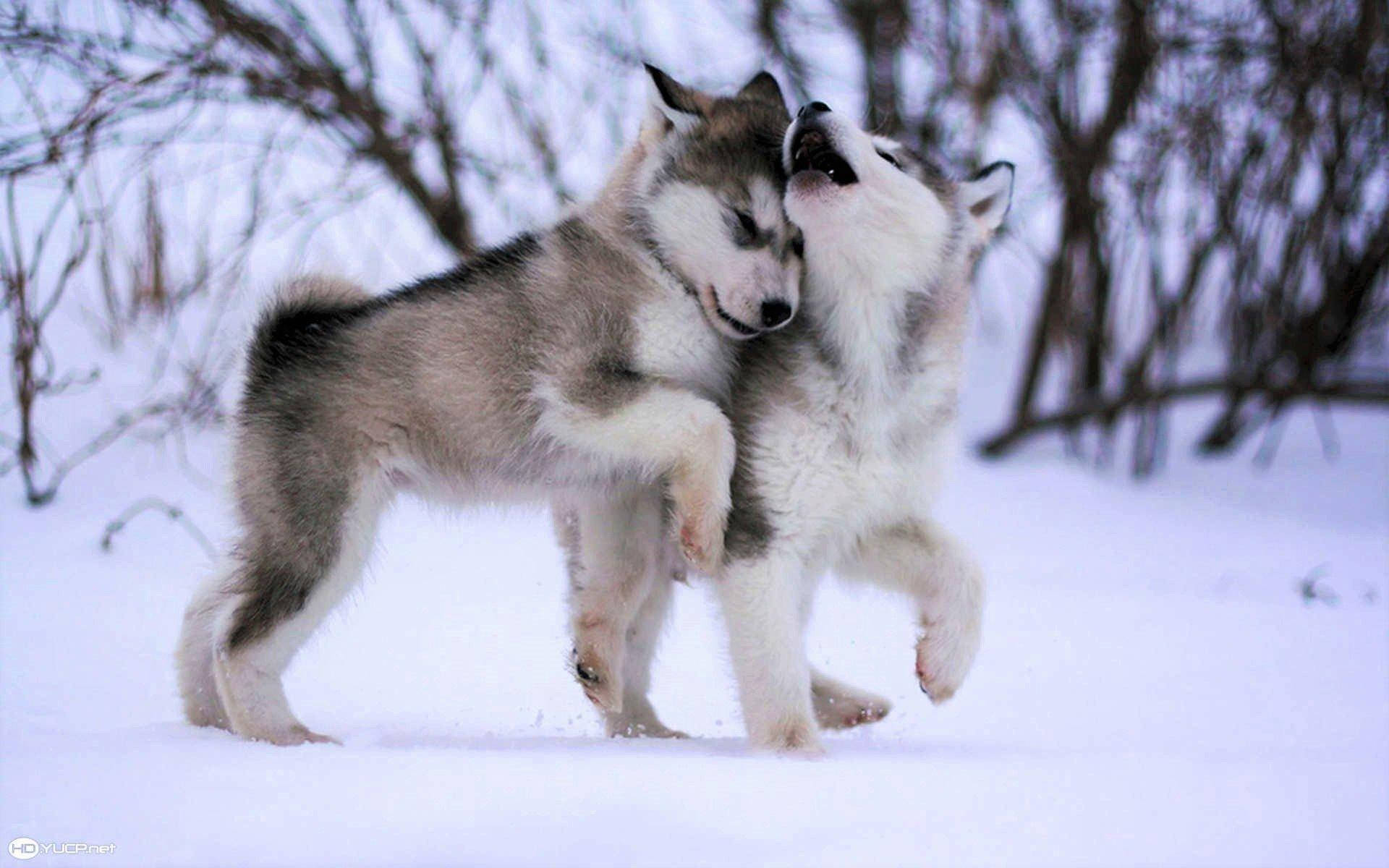 兩隻哈士奇幼犬在雪地玩耍 壁紙 — 兩隻頑皮的哈士奇幼犬在白雪皚皚、樹木光禿的冬季森林裡翻滾嬉戲。