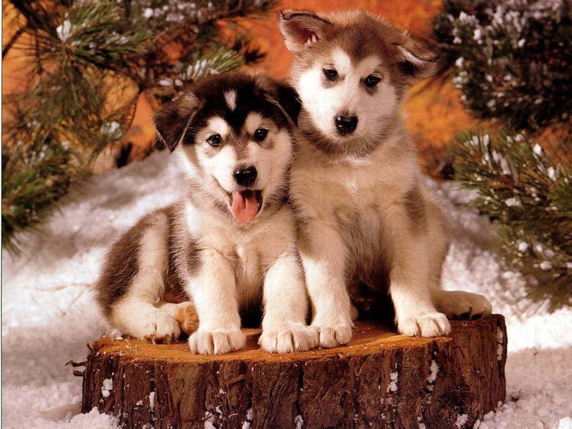 兩隻哈士奇幼犬坐在雪地樹幹上 壁紙 — 兩隻毛茸茸的哈士奇幼犬一起坐在被松樹枝包圍的雪樹樁上。