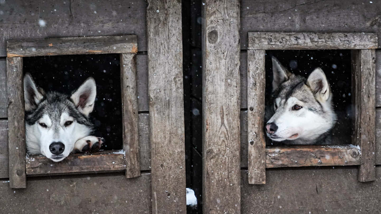 wolfdog 桌布 壁紙 — 兩隻哈士奇從木製狗屋的窗戶探出頭來，雪花在寒冷的冬日空氣中飄舞。
