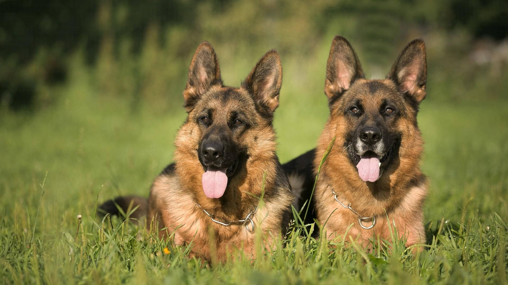 兩隻大型德國牧羊犬 壁紙 — 兩隻德國牧羊犬並排躺在陽光照耀的草地上，伸出舌頭，看起來警覺而快樂。