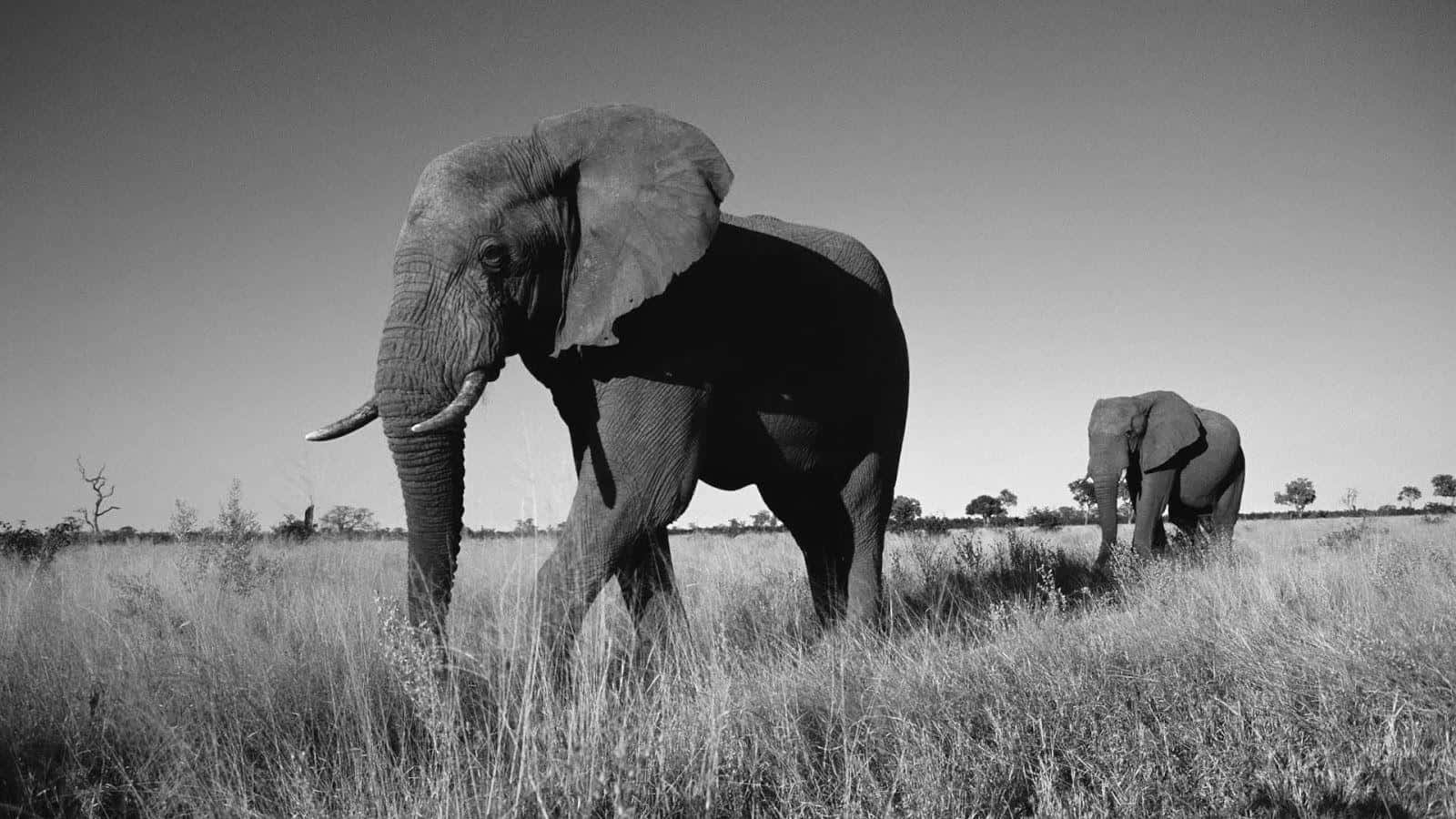 Black And White Animal 桌布 壁紙 — 兩隻大象喺廣闊天空下穿過高草叢，一張清晰嘅黑白相片。