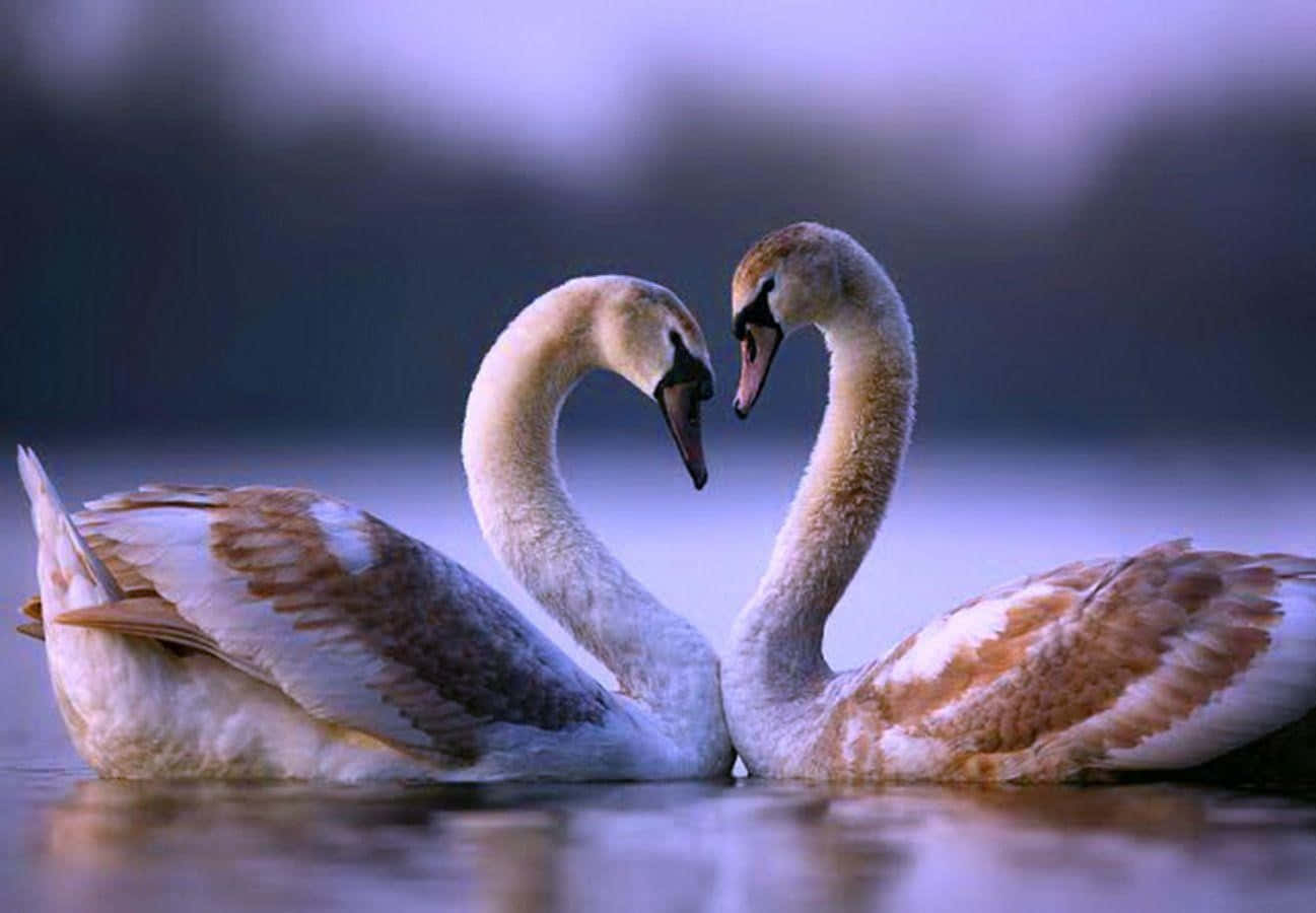 Goose 桌布 壁紙 — 兩隻天鵝彎曲頸部形成心形，在平靜的水面上漂浮，沐浴在柔和暮光之中。