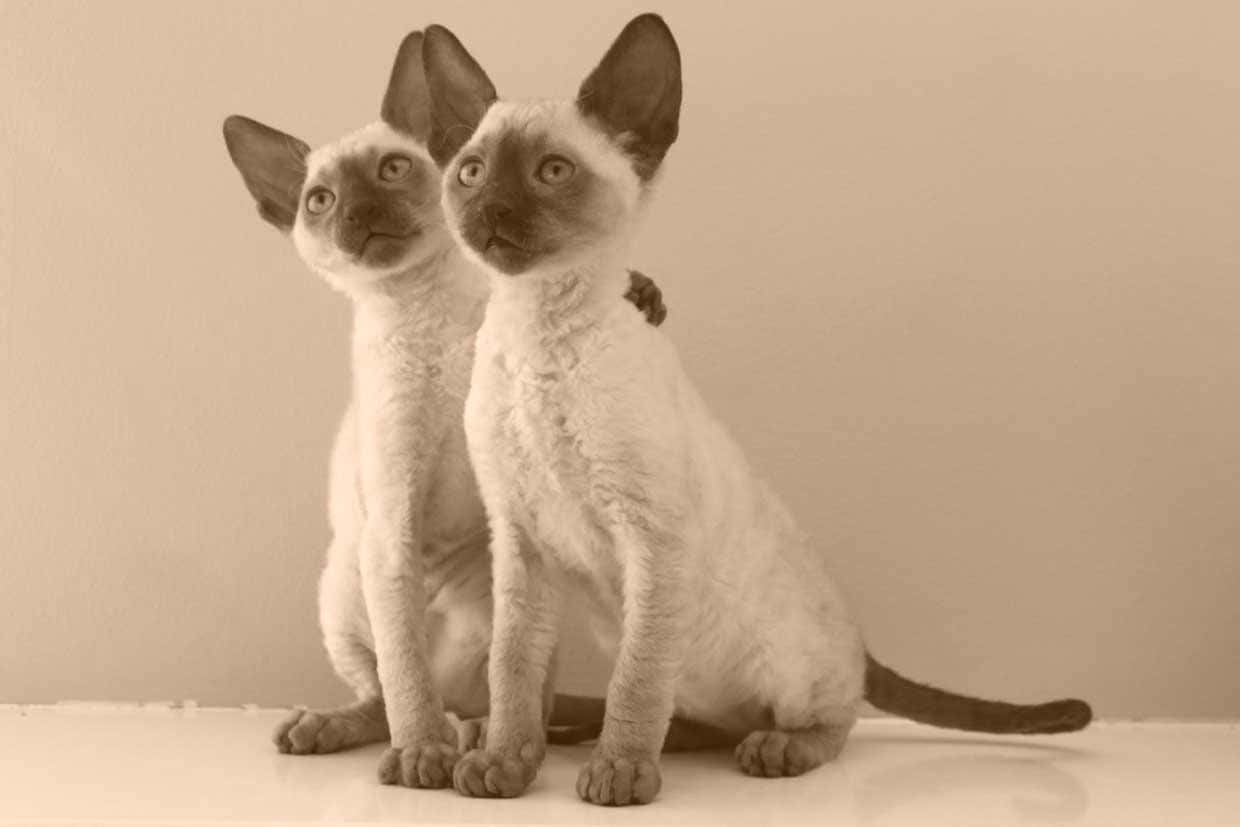 Cornish Rex 桌布 壁紙 — 兩隻好奇嘅Devon Rex貓，有大耳朵同捲毛，並排坐喺一個樸素嘅表面上，背景柔和。