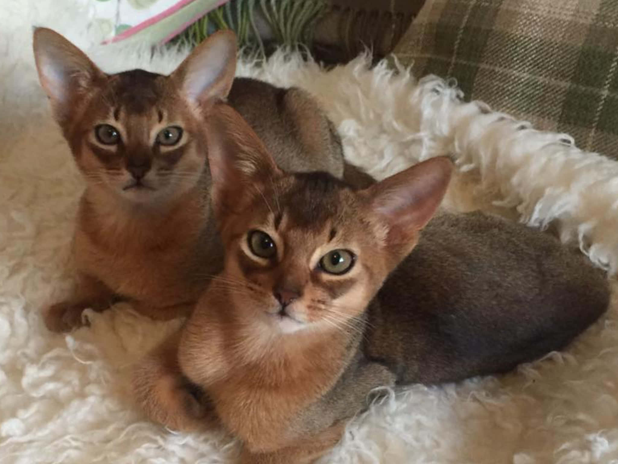 Abyssinian 桌布 壁紙 — 兩隻好奇的阿比西尼亞小貓，擁有引人注目的綠色眼睛，在蓬鬆的白色地毯上休息時直視鏡頭。