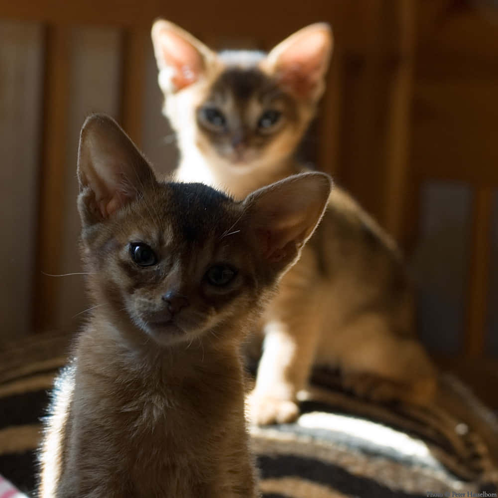 Abyssinian 桌布 壁紙 — 兩隻好奇的阿比西尼亞小貓睜大眼睛向前凝視，一隻清晰對焦，另一隻在後方柔和模糊，沐浴在溫暖的木光中。