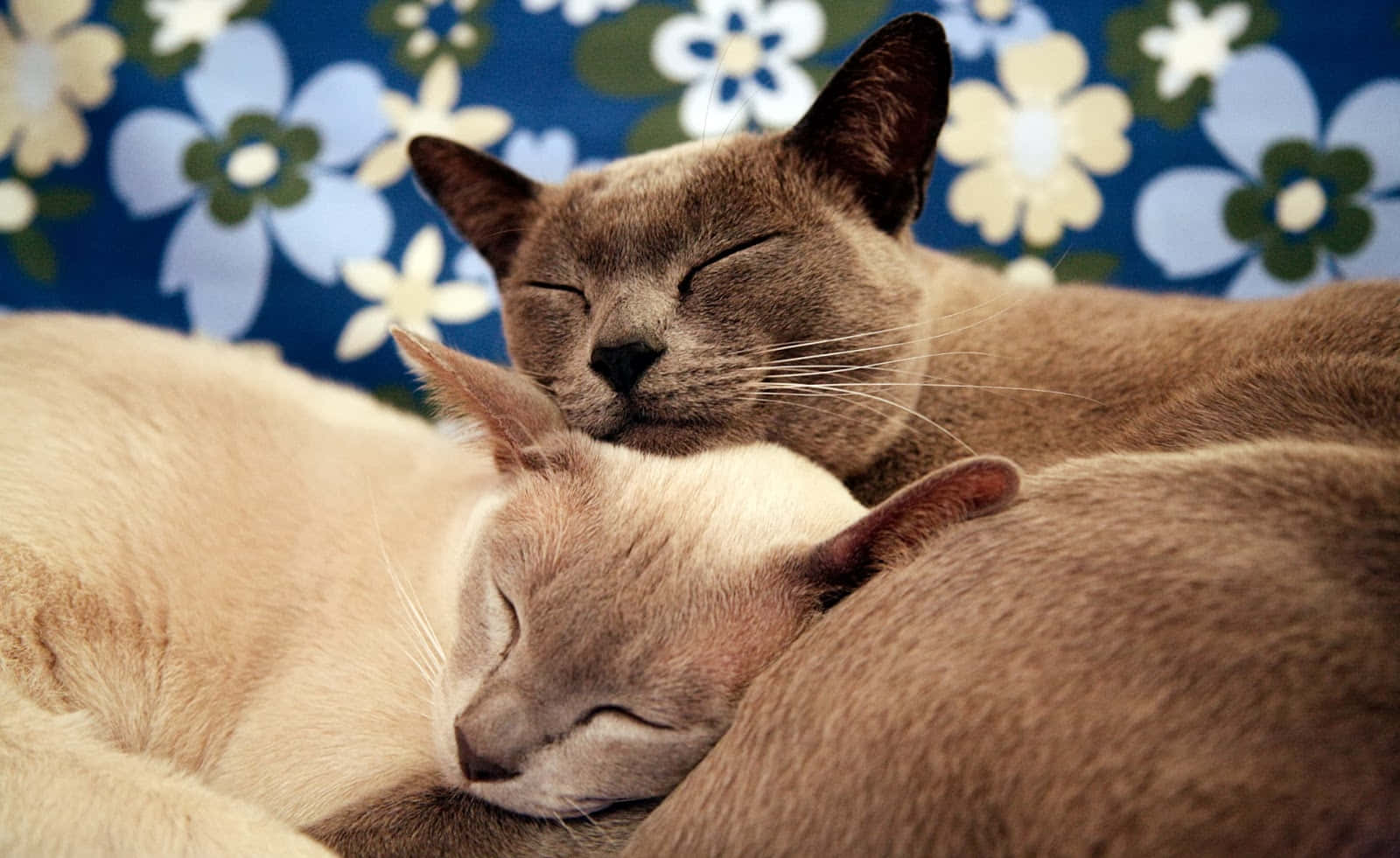 Burmese Cat 桌布 壁紙 — 兩隻寧靜的暹羅貓在鮮豔的藍色花卉背景前依偎在一起，安然入睡。