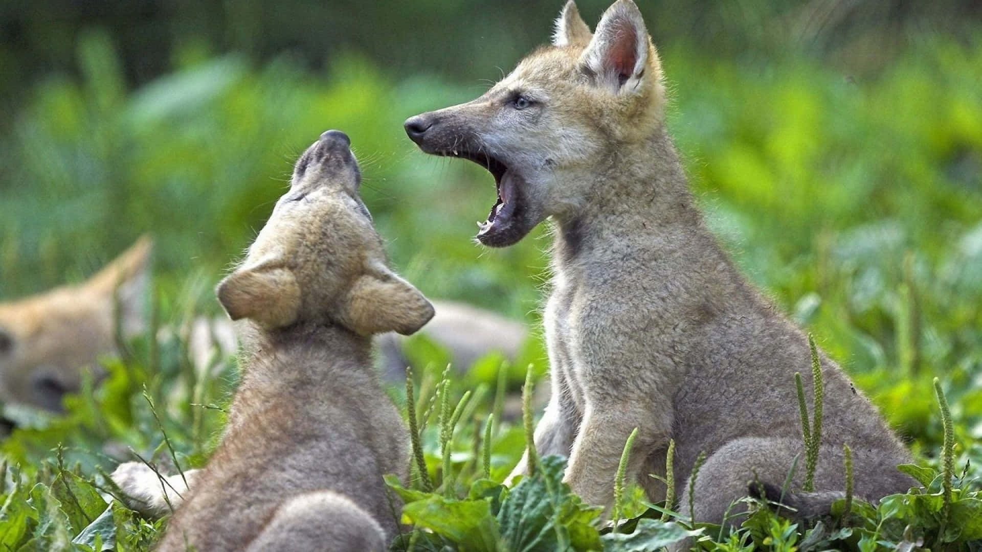 Wolf Pup 桌布 壁紙 — 兩隻小狼崽在茂密的綠草中，一隻張大嘴打哈欠，另一隻好奇地抬頭看。
