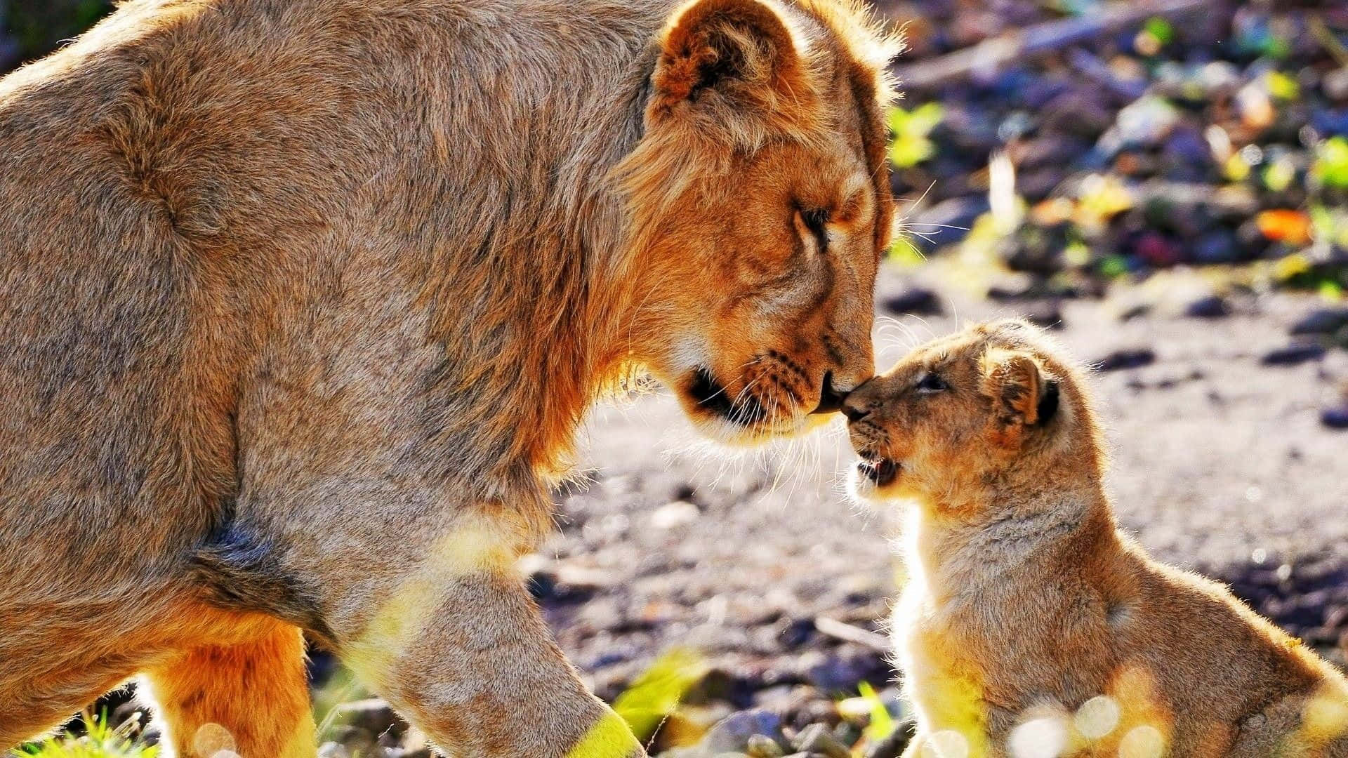 成年獅子在陽光明媚的草地上用鼻子蹭幼獅