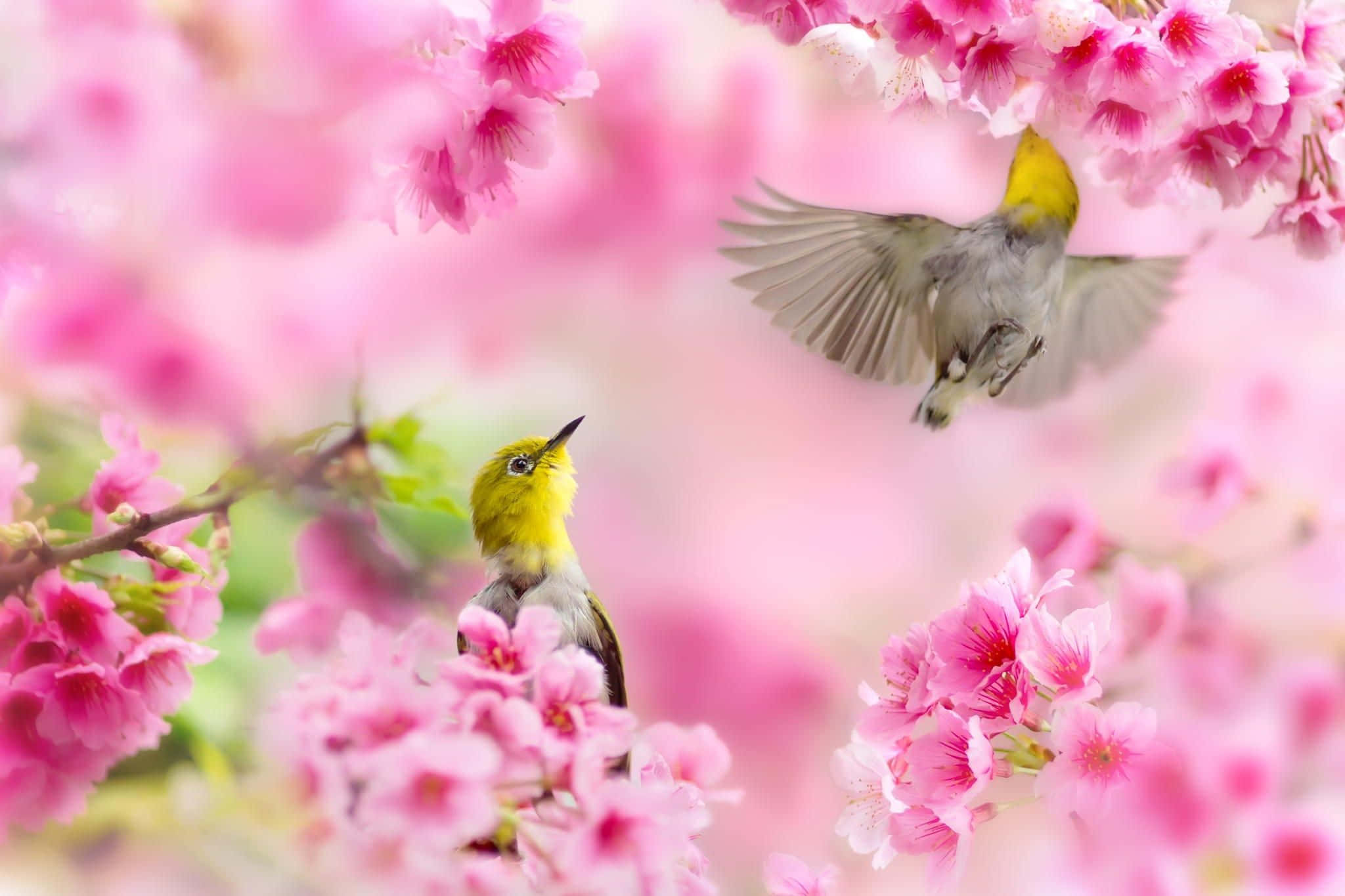 Beautiful Spring 桌布 壁紙 — 兩隻小黃鳥在柔和的粉紅櫻花中，一隻棲息，一隻飛行中。