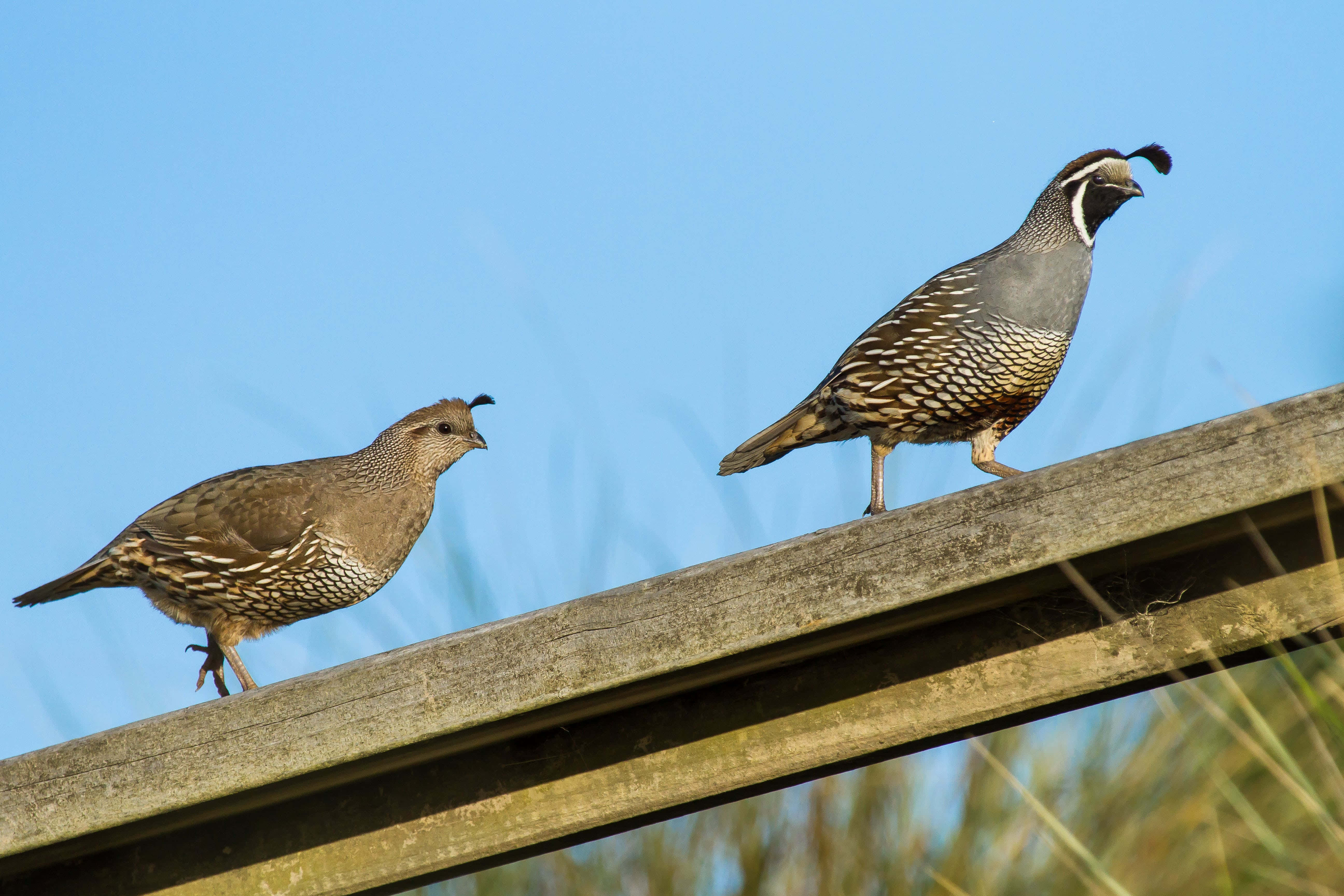 Quail 桌布 壁紙 — 兩隻帶有斑點羽毛和冠羽的鵪鶉警覺地站在經風化的木柵欄上，背景是清澈的藍天。