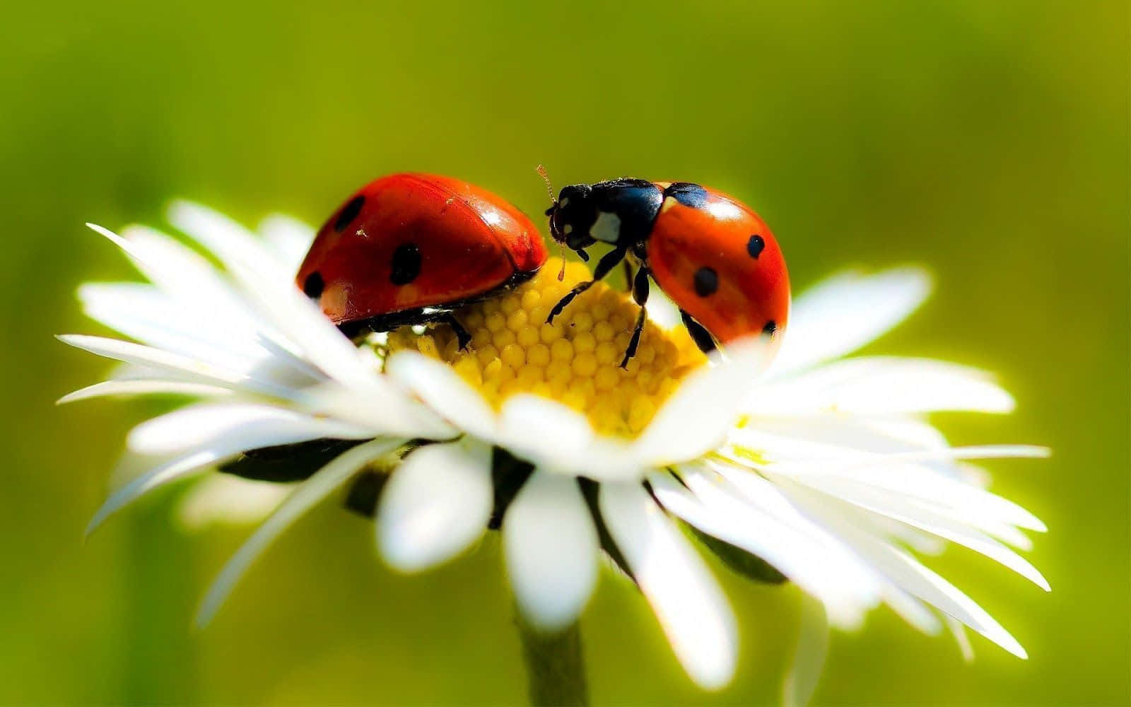ladybug 桌布 壁紙 — 兩隻帶有黑色斑點的紅色瓢蟲在柔和的綠色背景下，在一朵黃色花心的白色雛菊上相遇。