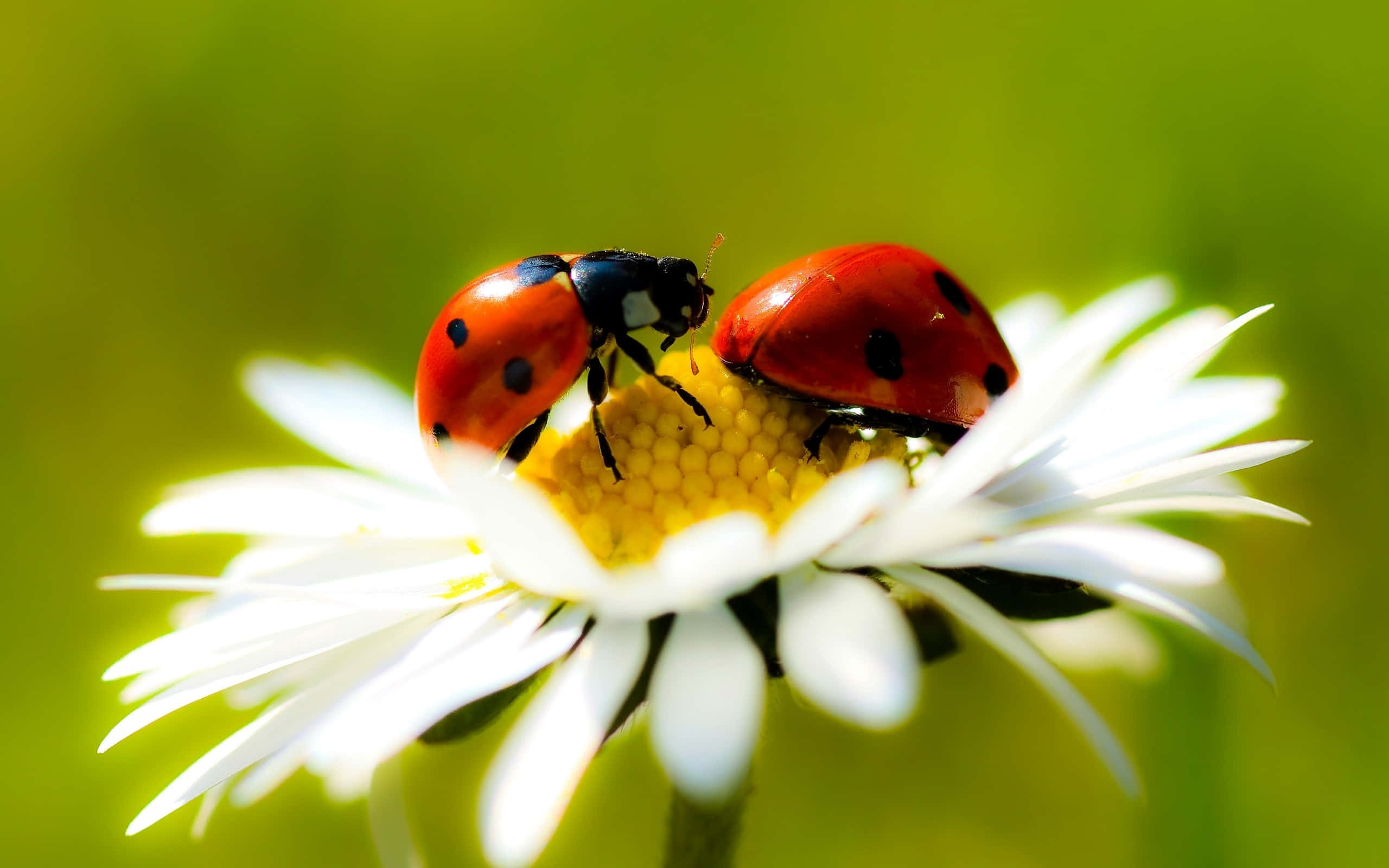 Spring Ladybugs 桌布 壁紙 — 兩隻帶有黑色斑點的鮮紅色瓢蟲棲息在一朵白色雛菊上，雛菊有黃色花心，背景是柔和的綠色。