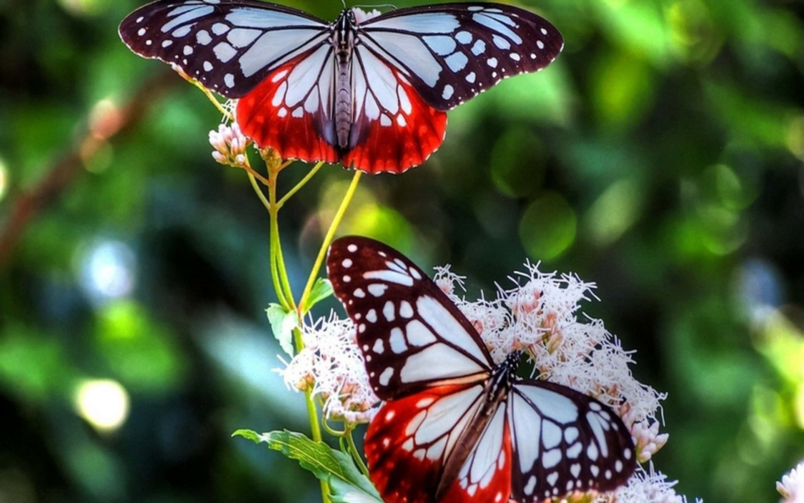 Butterfly Garden 桌布 壁紙 — 兩隻引人注目的紅白黑蝴蝶，輕柔地棲息在蓬鬆的白花上，背景是茂密模糊的綠色。