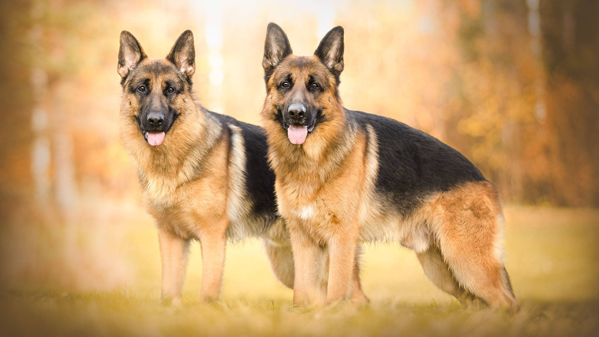 兩隻德國牧羊犬 壁紙 — 兩隻德國牧羊犬在陽光明媚的秋日田野中警覺地站立，身後是金色的樹葉。