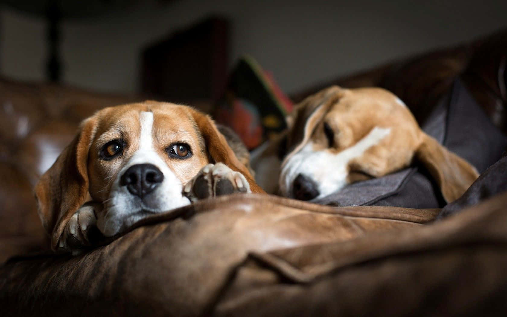 兩隻快樂的比格犬享受陽光 壁紙 — 兩隻比格犬在一張棕色皮梳化上休息，一隻醒著向前凝視，另一隻閉著眼睛睡著了。
