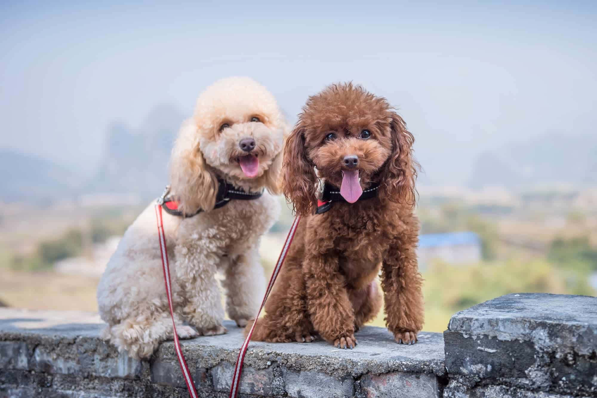 Poodle 桌布 壁紙 — 兩隻快樂的貴婦狗，一隻是奶油色，一隻是棕色，坐在石牆上，伸出舌頭喘氣，背景是朦朧的山巒。