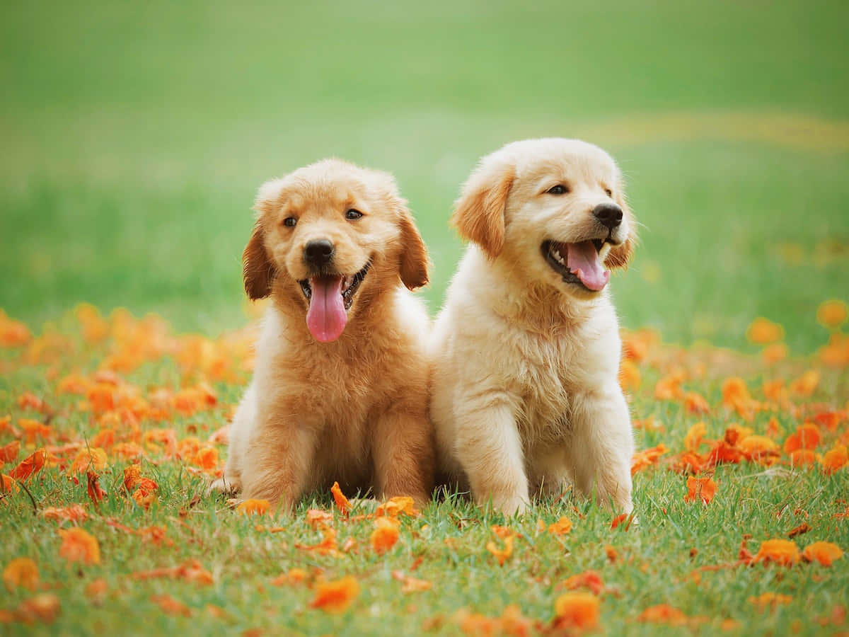 Puppy Dog 桌布 壁紙 — 兩隻快樂的金毛尋回犬幼犬坐在散落著橙色秋葉的草地上。